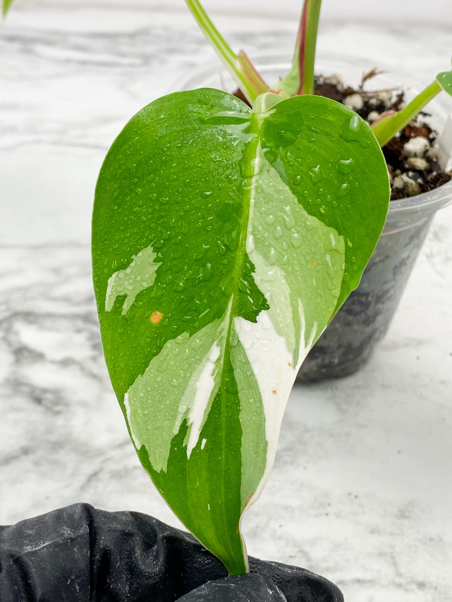 Philodendron White Princess tricolor Rooted