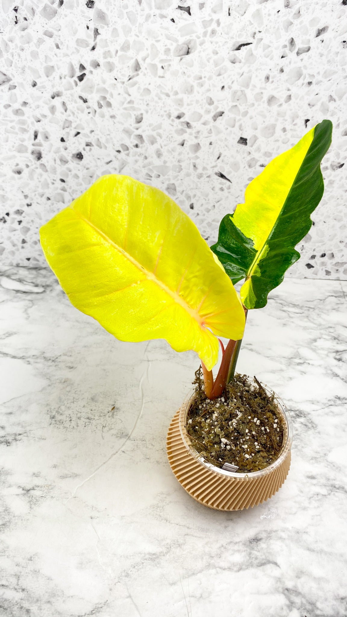 Philodendron Jungle Fever Highly Variegated Top Cutting Rooted