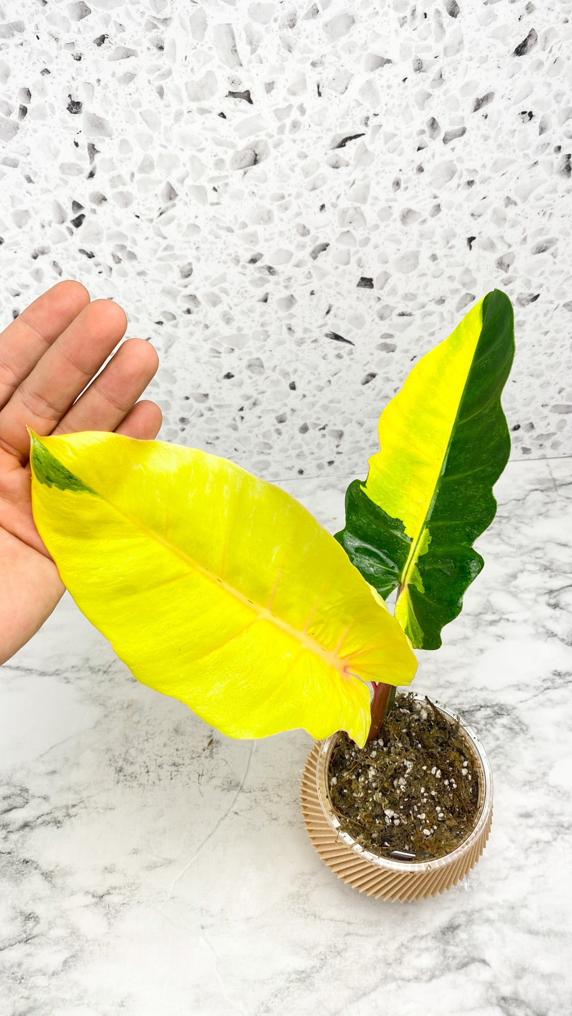 Philodendron Jungle Fever Highly Variegated Top Cutting Rooted