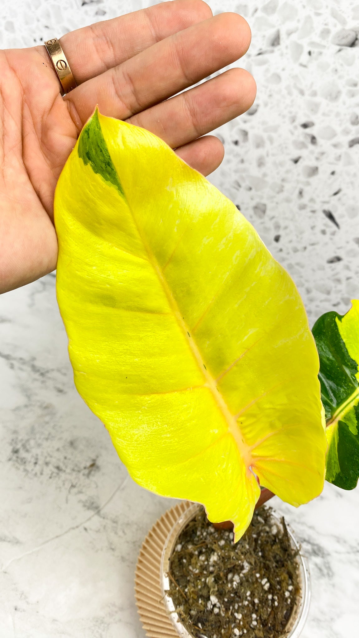 Philodendron Jungle Fever Highly Variegated Top Cutting Rooted