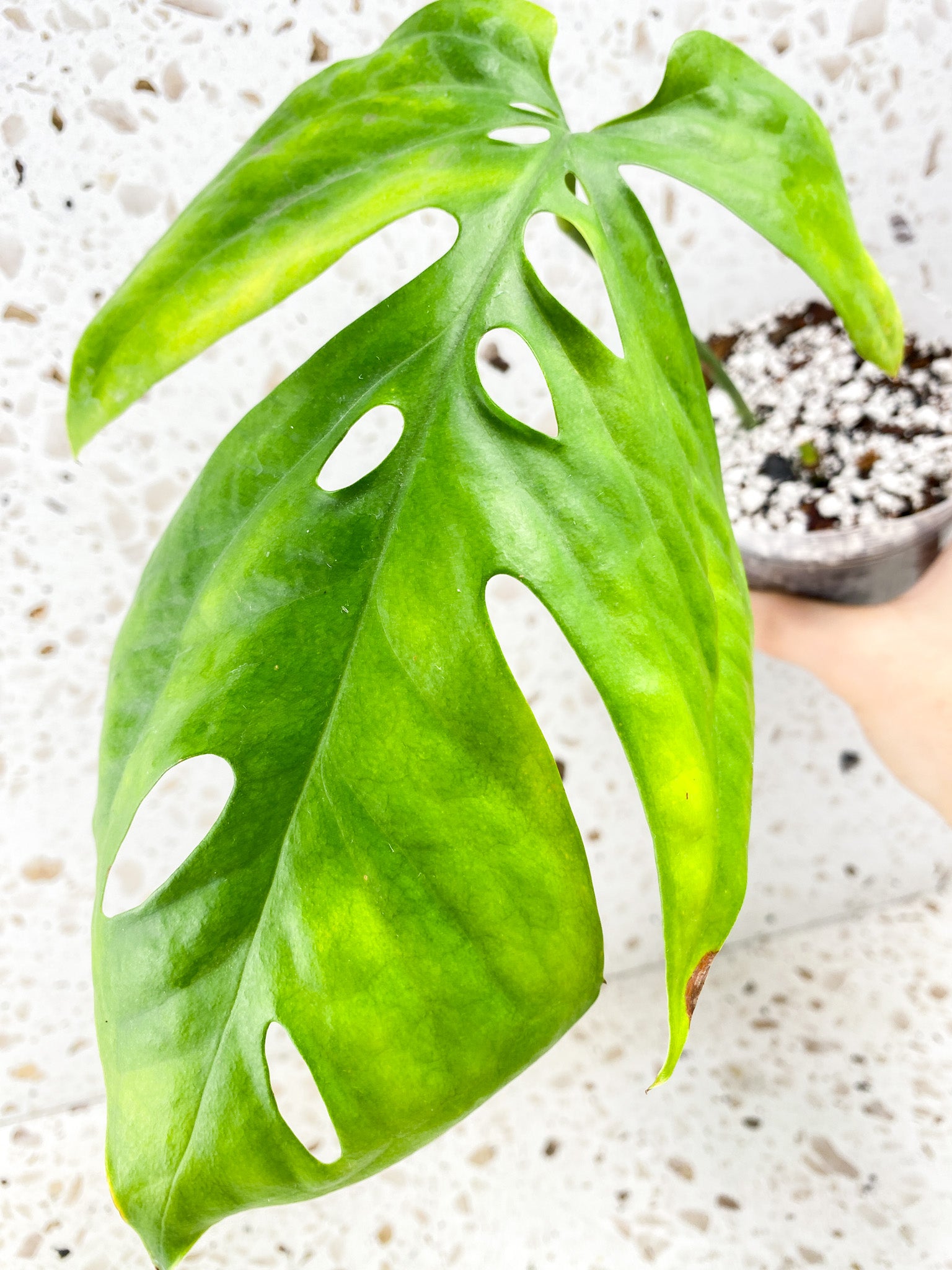Amydrium Medium Silver 1 leaf
