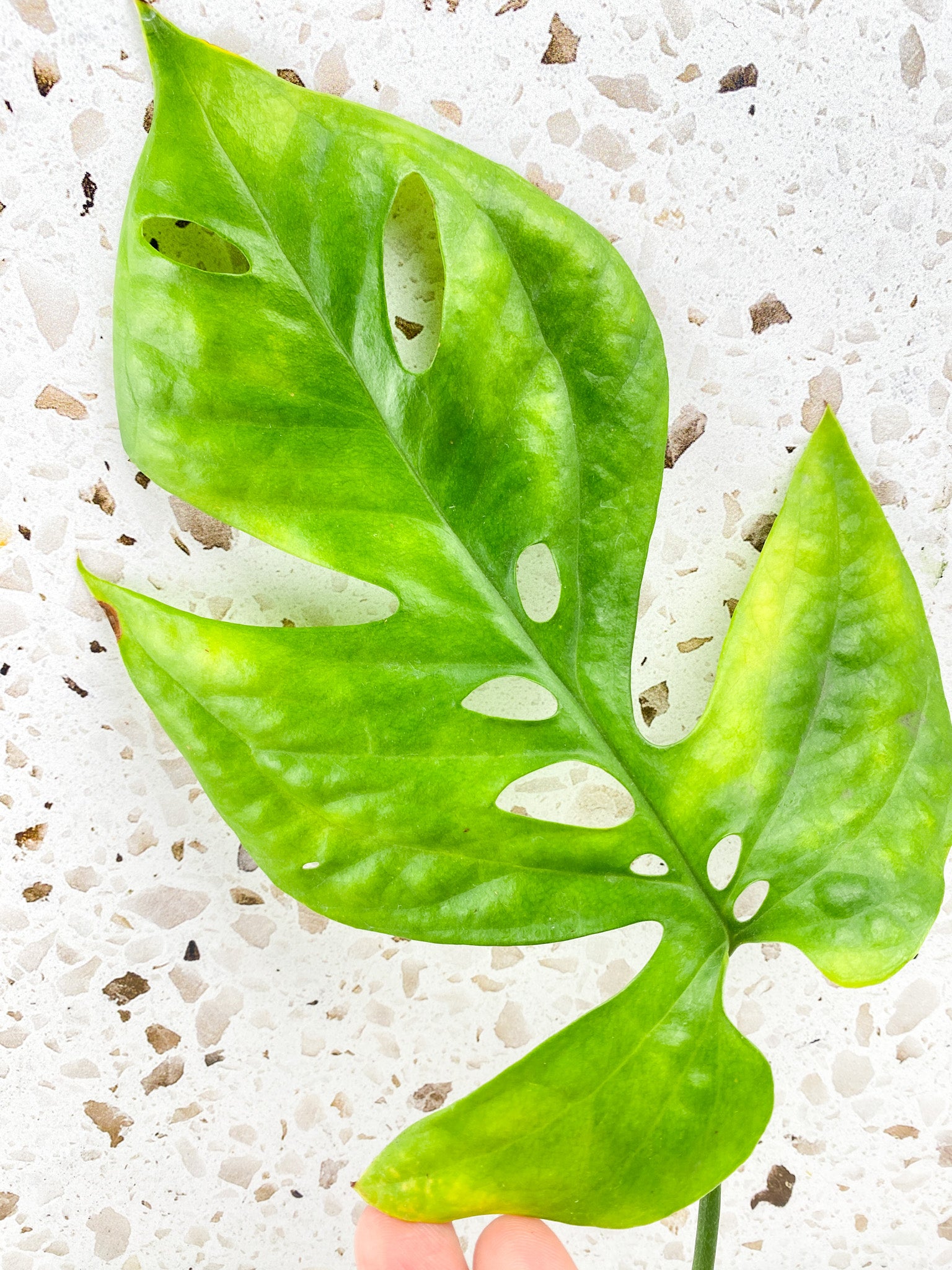 Amydrium Medium Silver 1 leaf