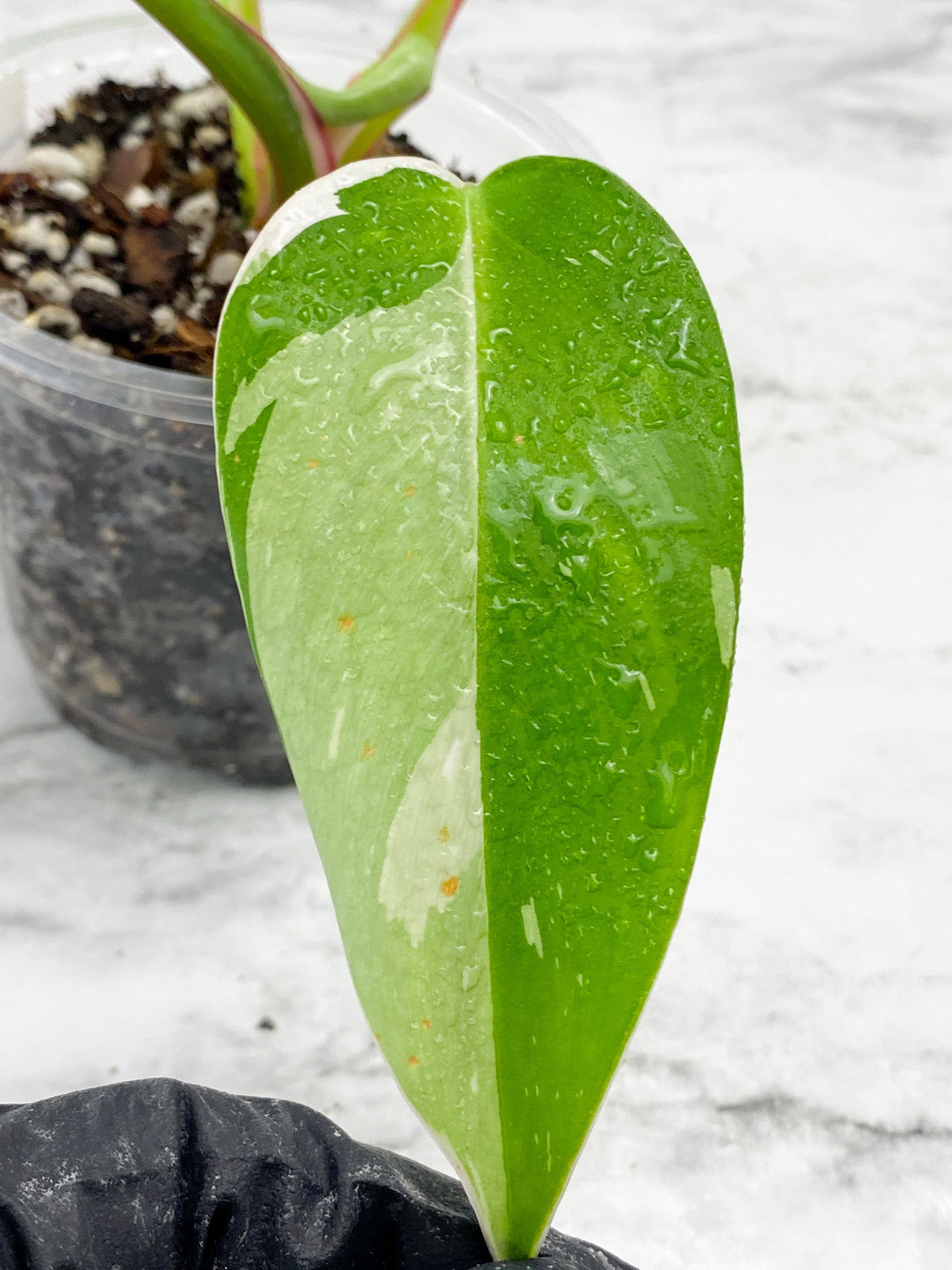 Philodendron White Princess tricolor Rooted