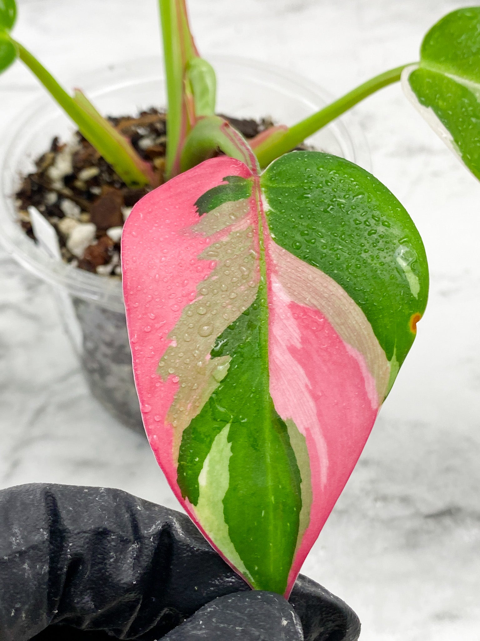 Philodendron White Princess tricolor Rooted
