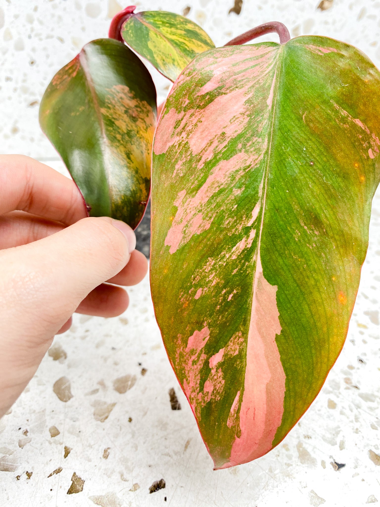 Philodendron Strawberry Shake 3 leaf top cutting