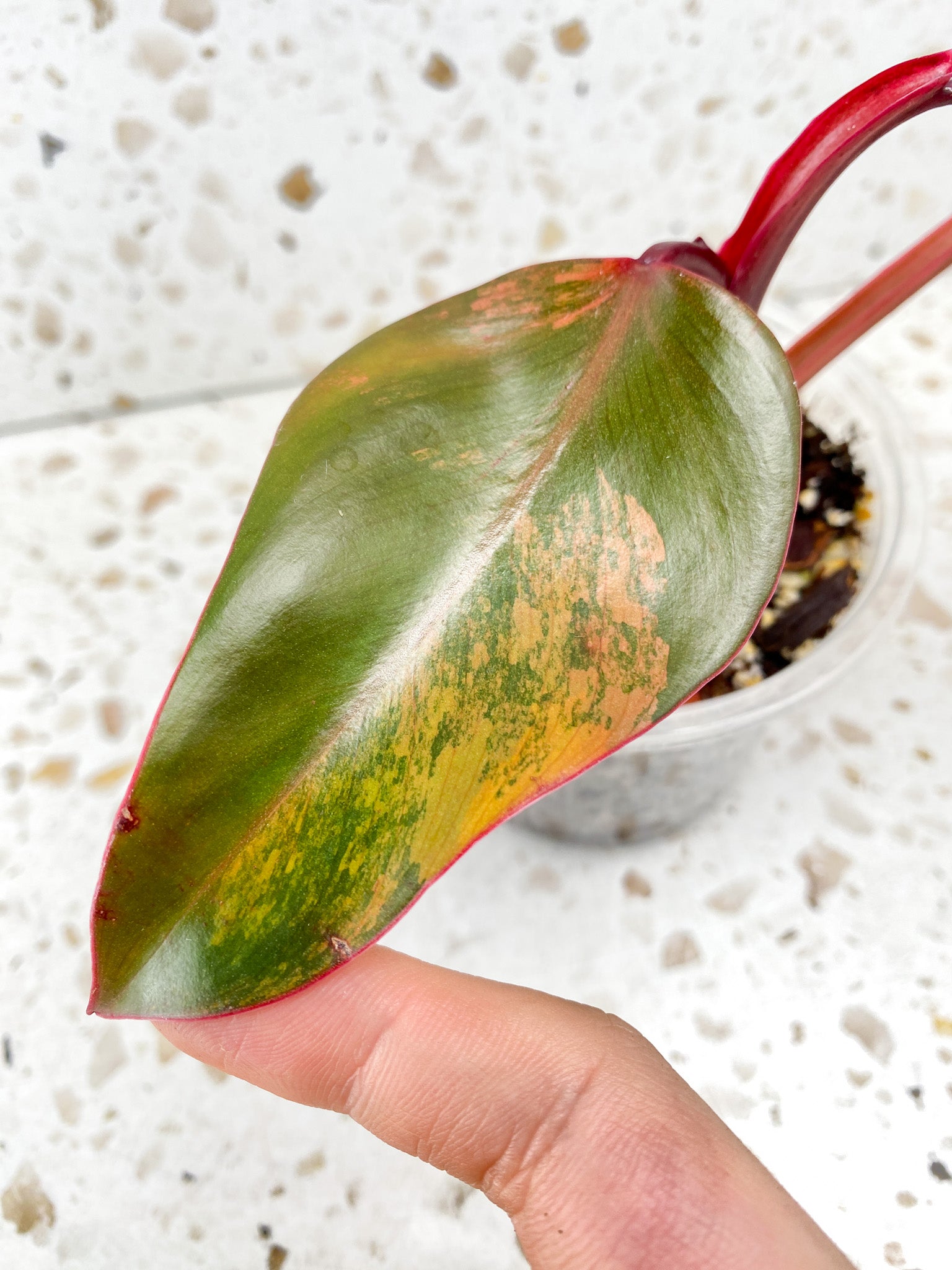 Philodendron Strawberry Shake 3 leaf top cutting