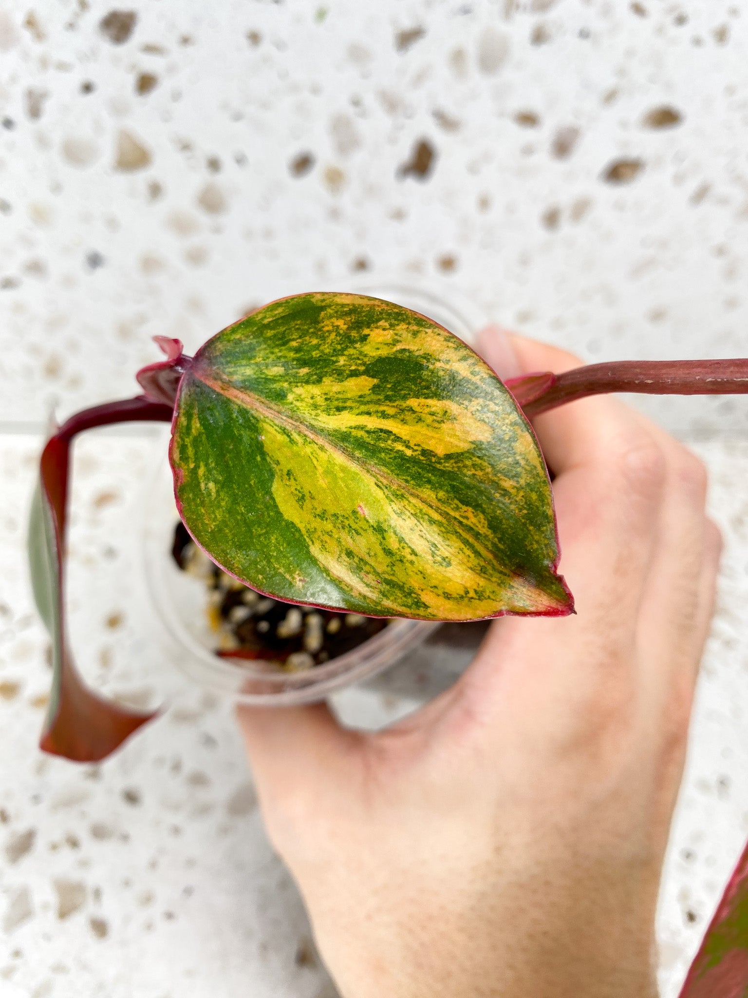 Philodendron Strawberry Shake 3 leaf top cutting