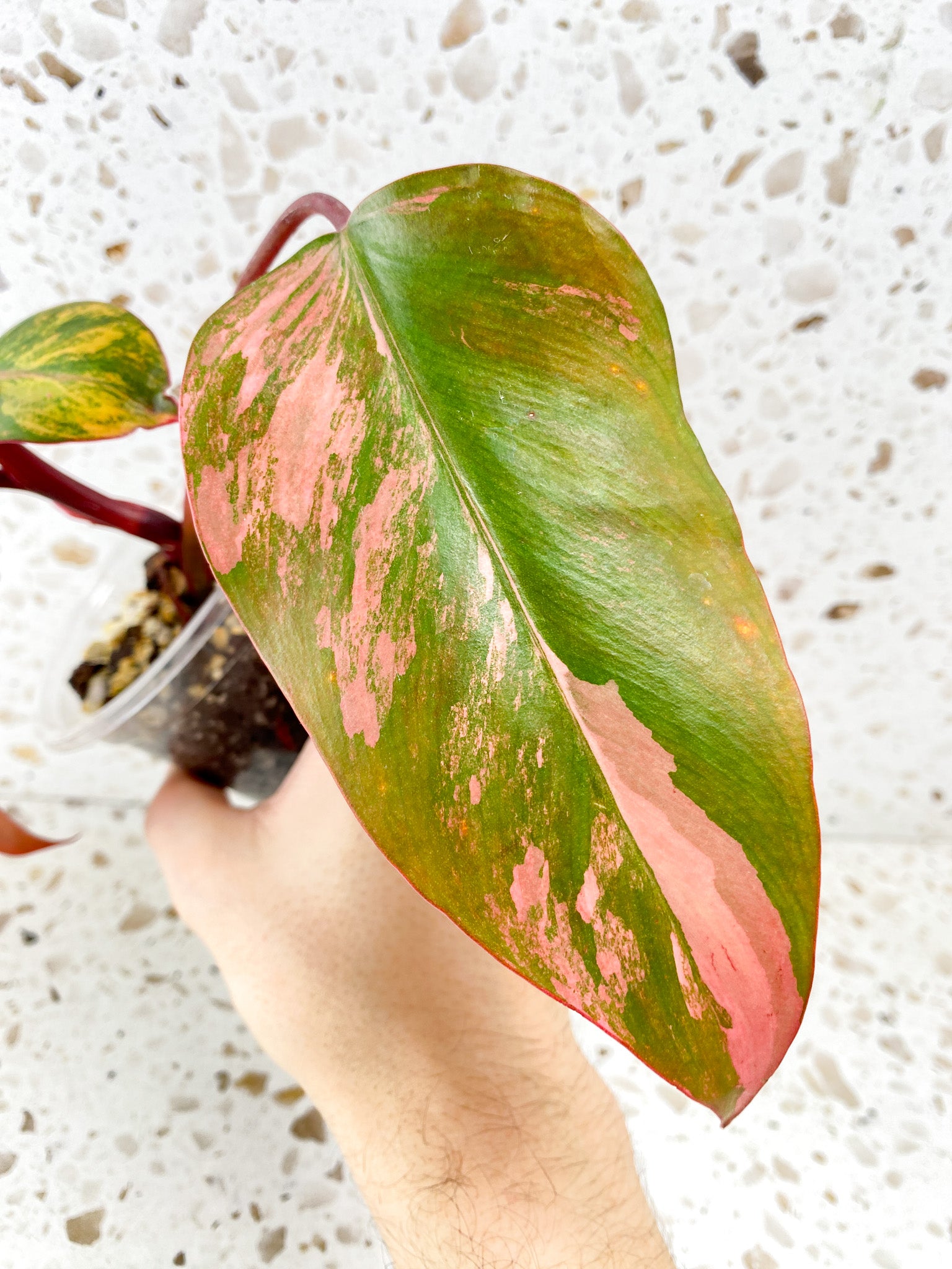 Philodendron Strawberry Shake 3 leaf top cutting