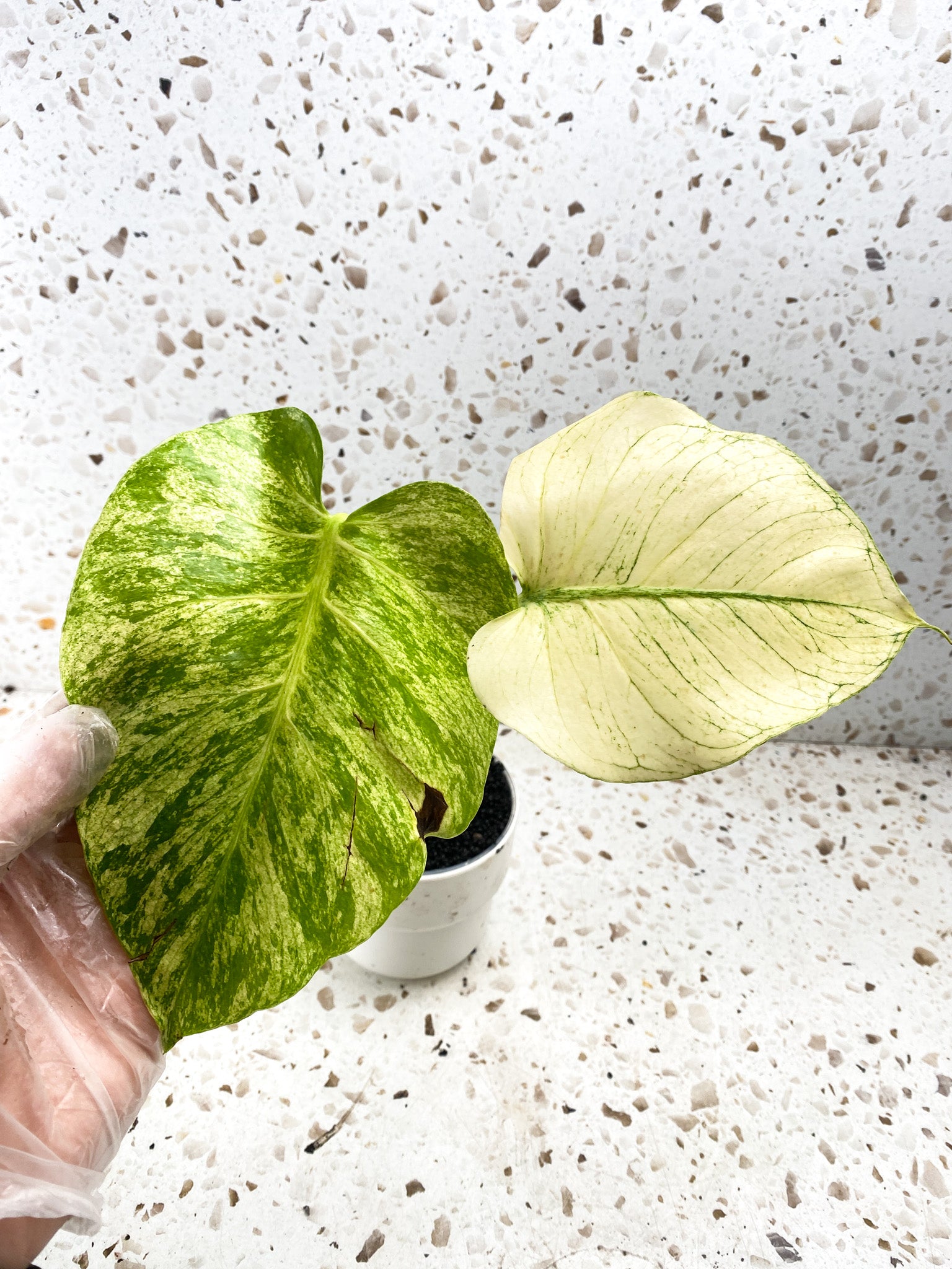 Monstera White Monster Large Form 2 leaves Highly Variegated Top Cutting