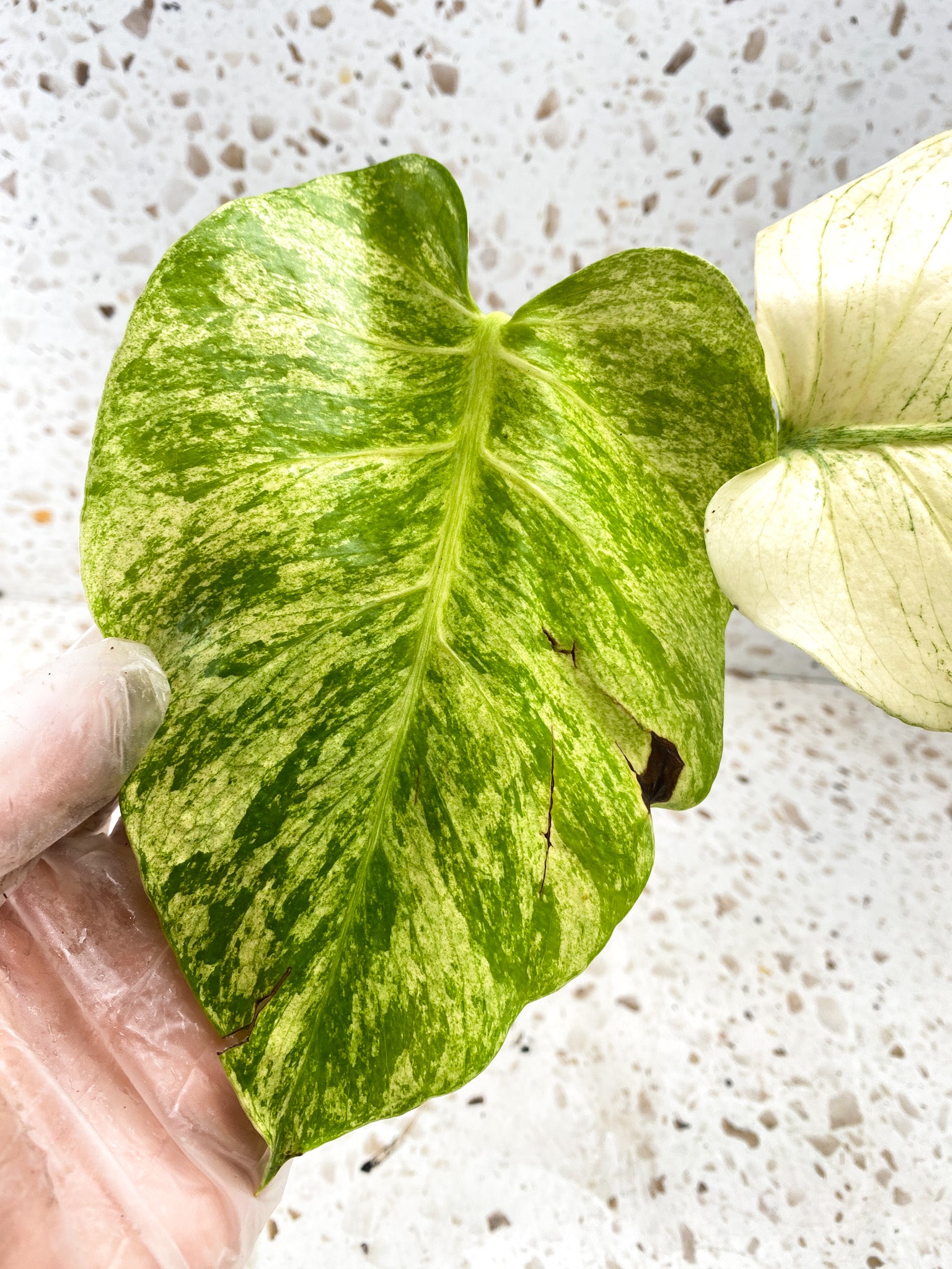 Monstera White Monster Large Form 2 leaves Highly Variegated Top Cutting