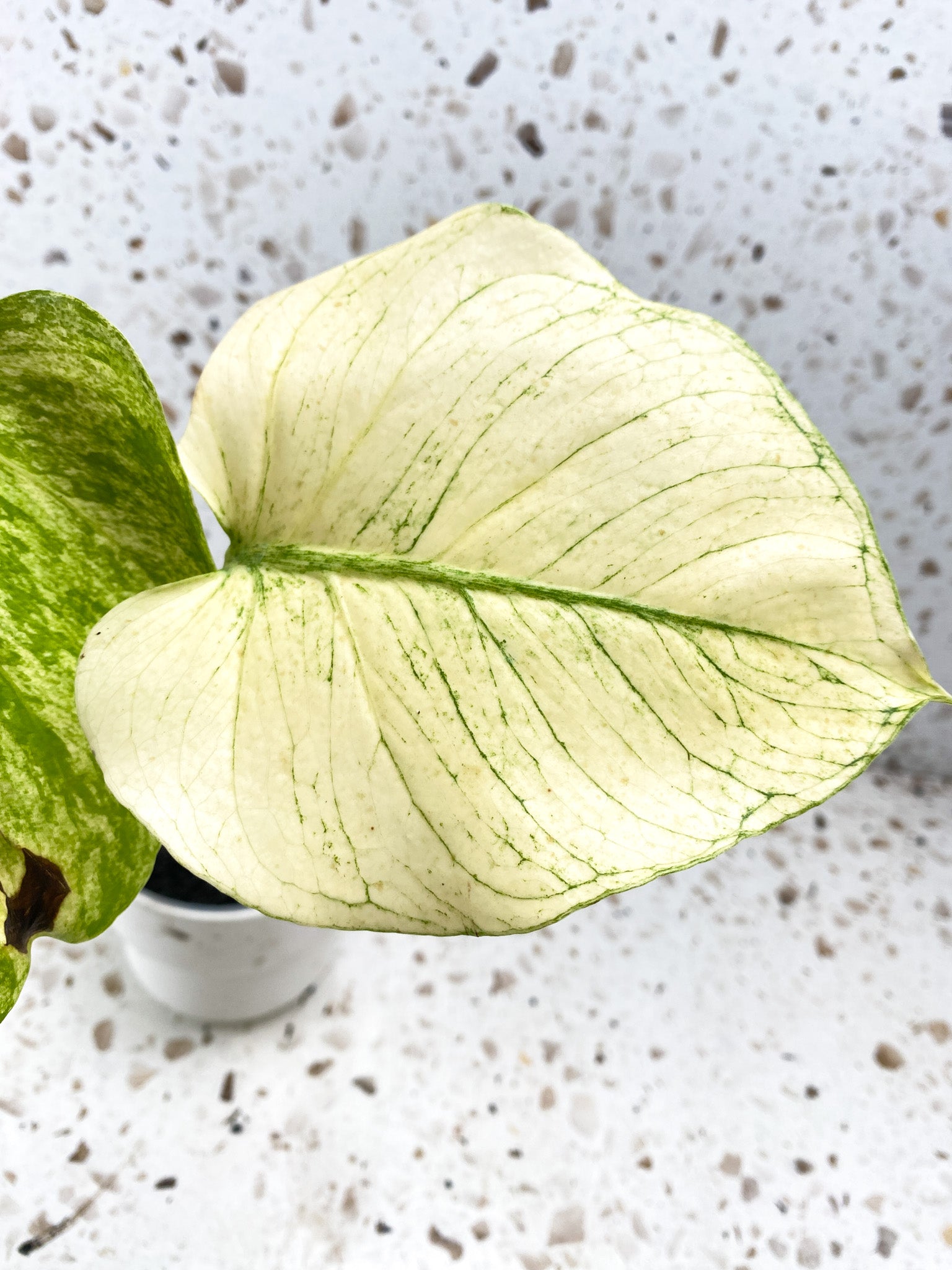 Monstera White Monster Large Form 2 leaves Highly Variegated Top Cutting