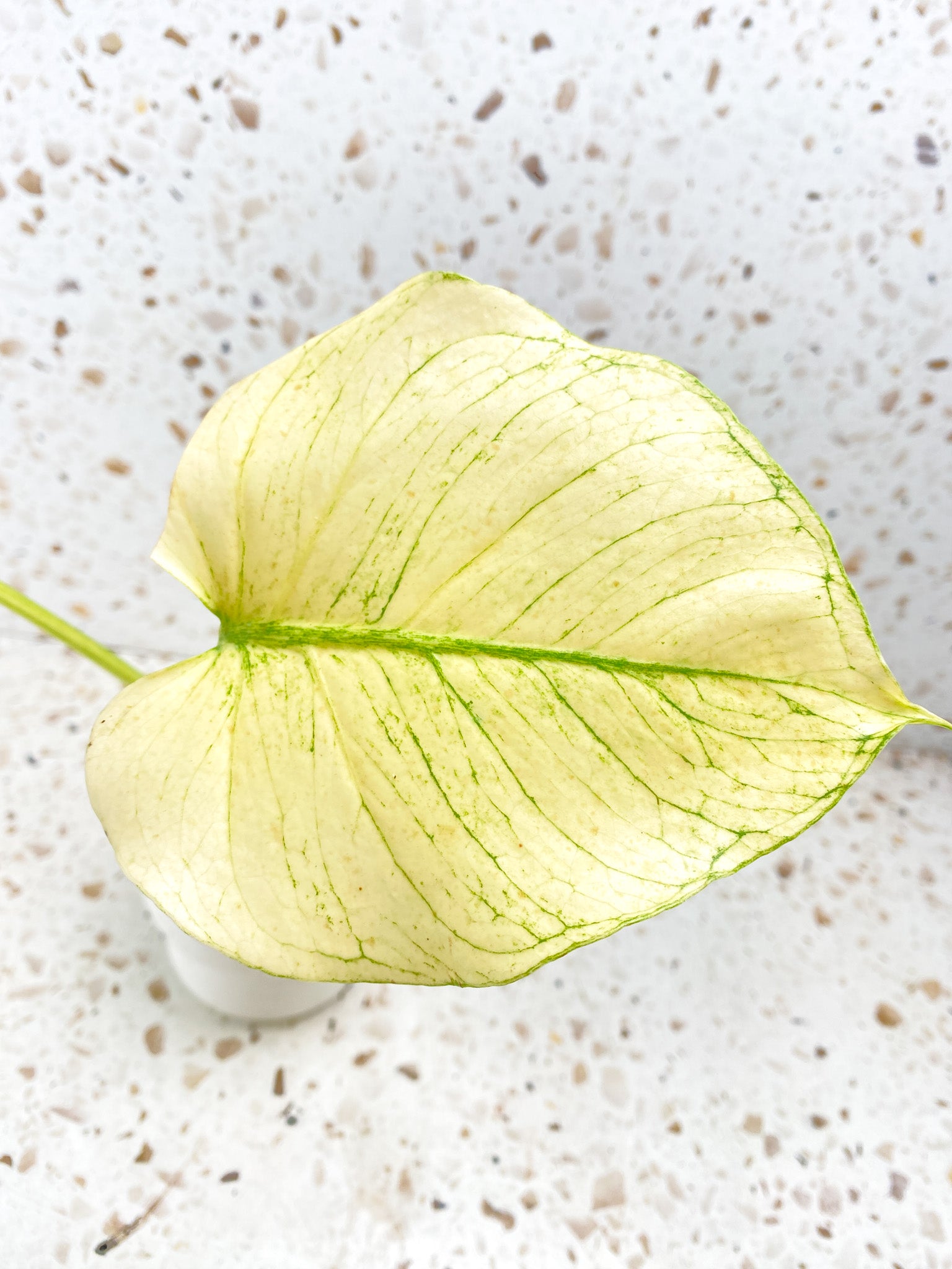 Monstera White Monster Large Form 2 leaves Highly Variegated Top Cutting