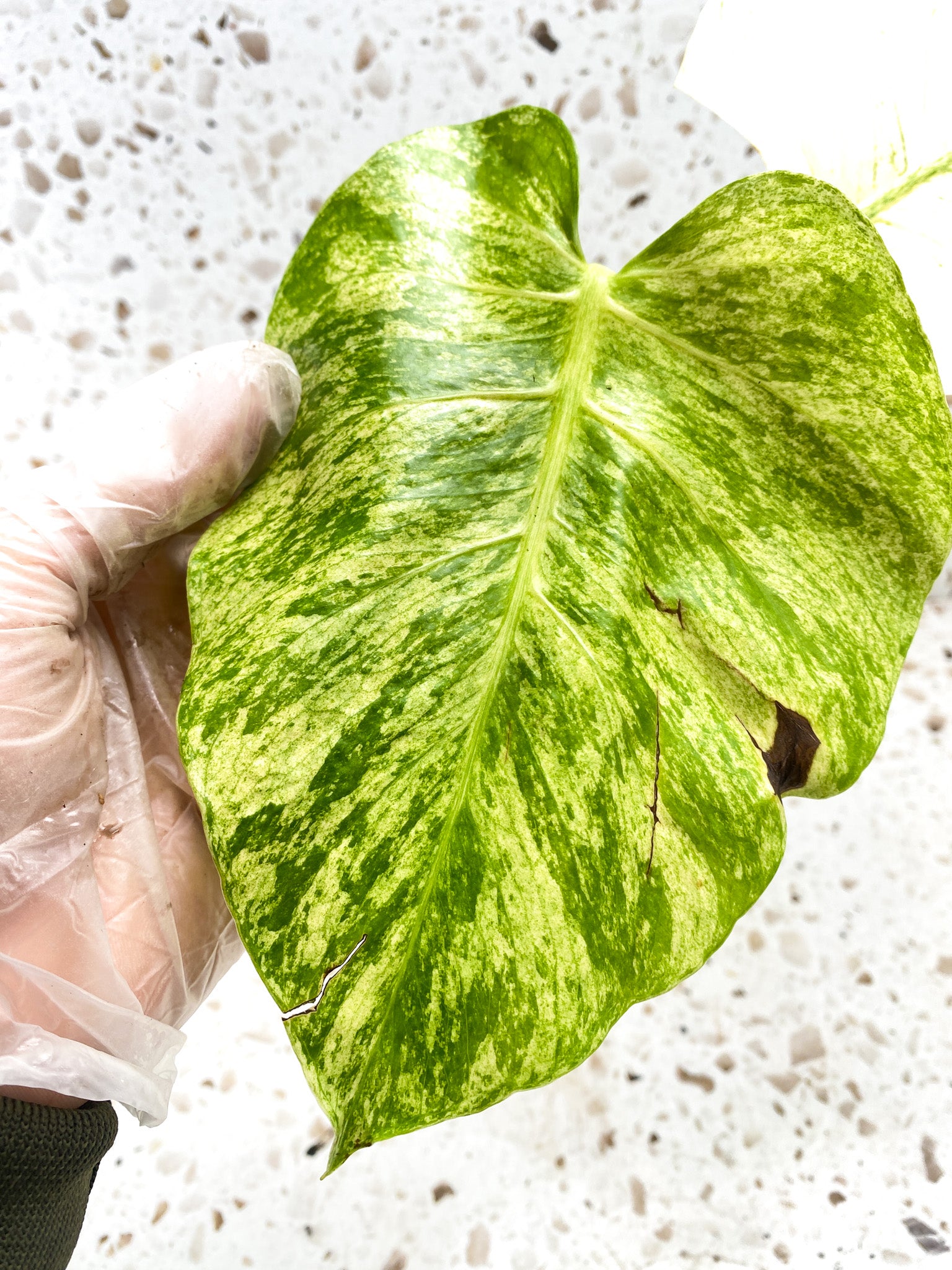 Monstera White Monster Large Form 2 leaves Highly Variegated Top Cutting
