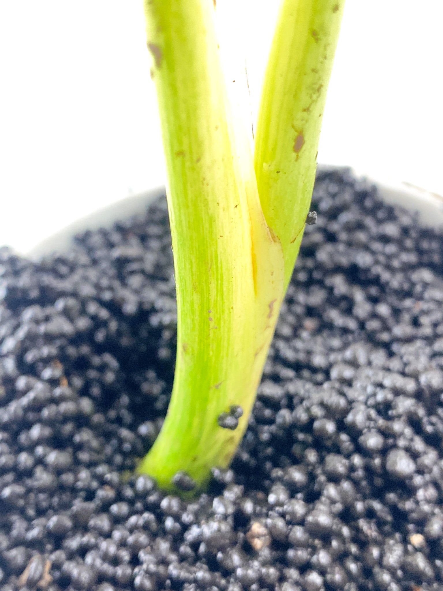 Monstera White Monster Large Form 2 leaves Highly Variegated Top Cutting