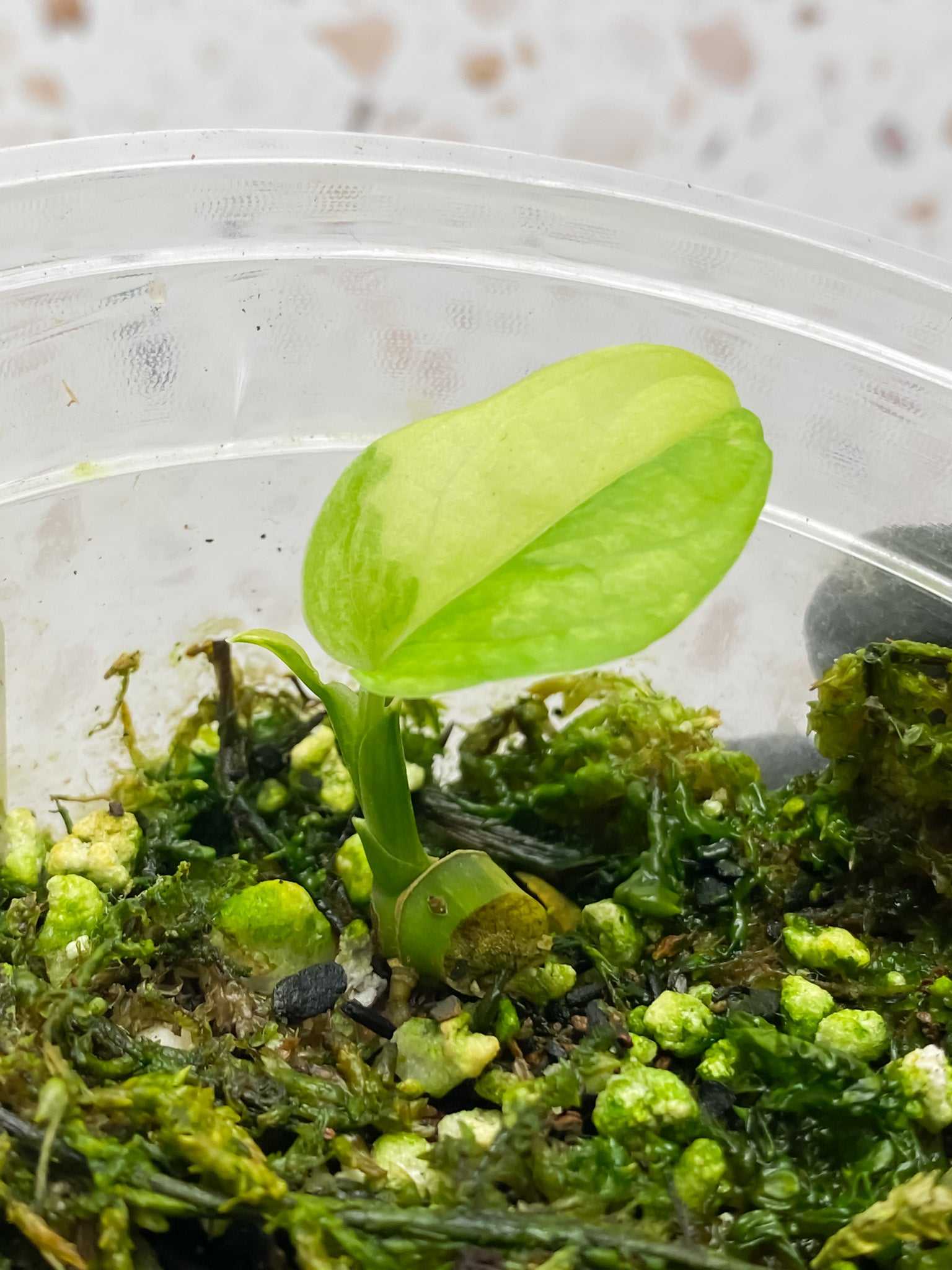 Monstera Adansonii Aurea 1 baby leaf