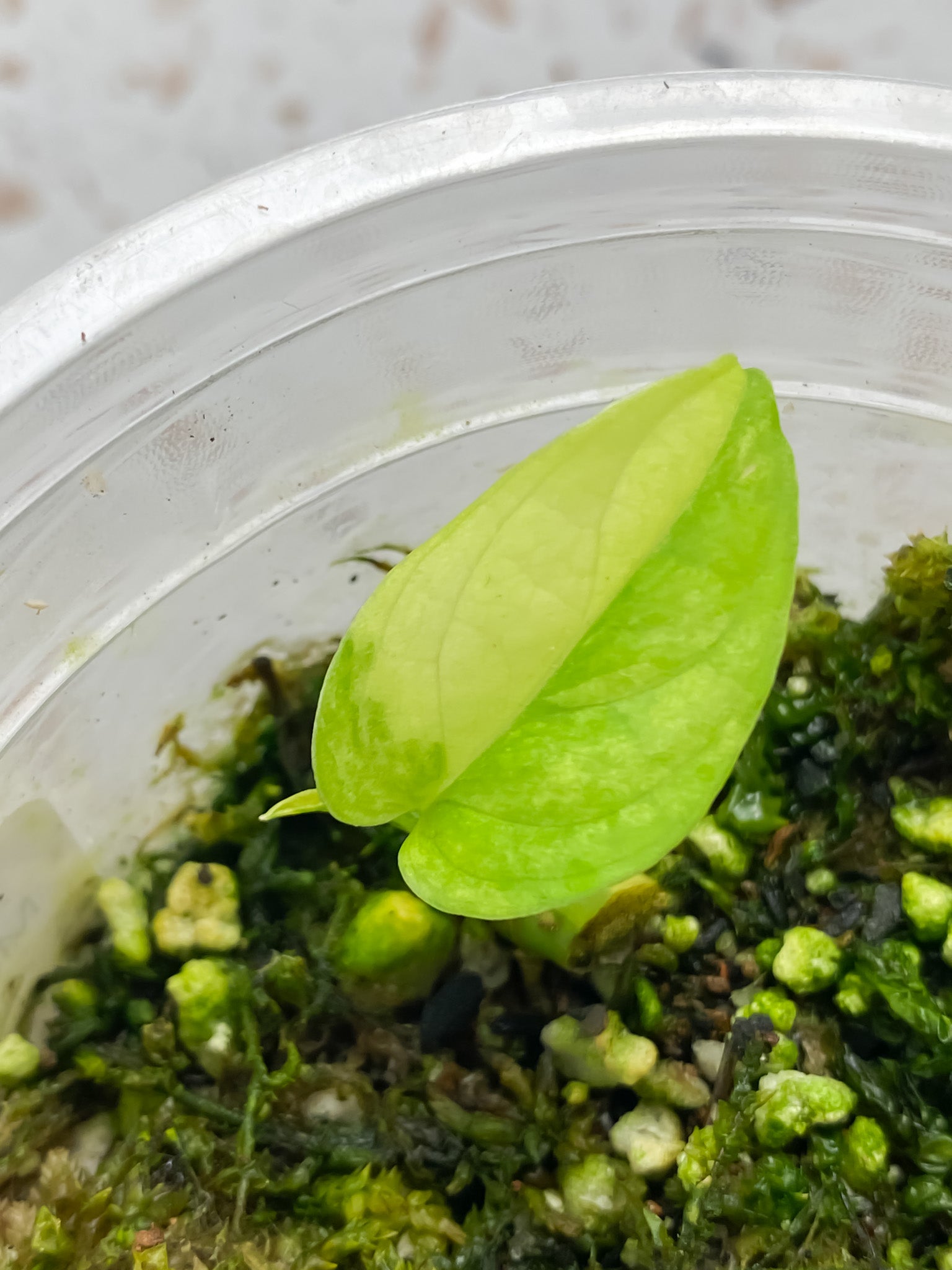 Monstera Adansonii Aurea 1 baby leaf