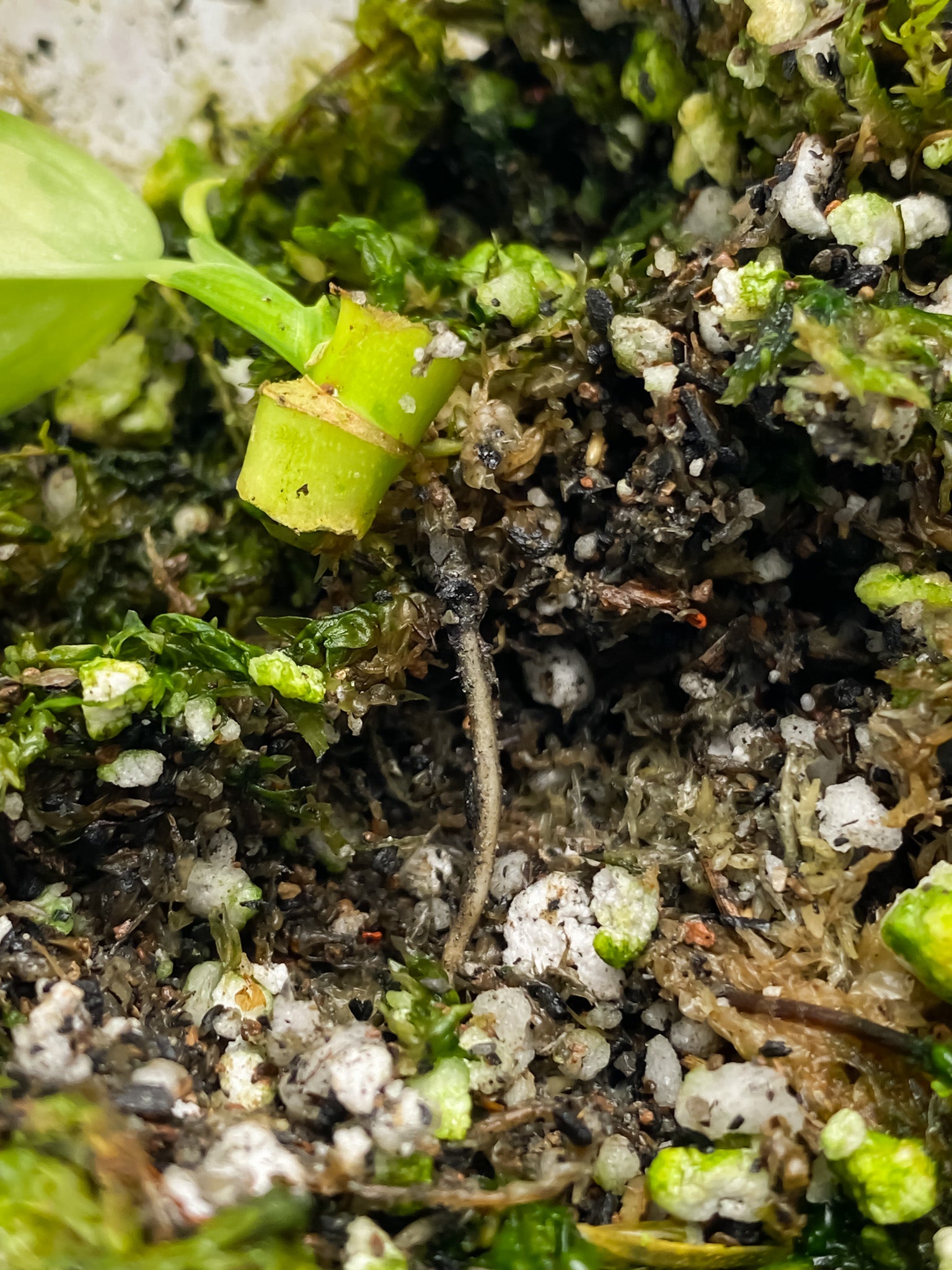 Monstera Adansonii Aurea 1 baby leaf