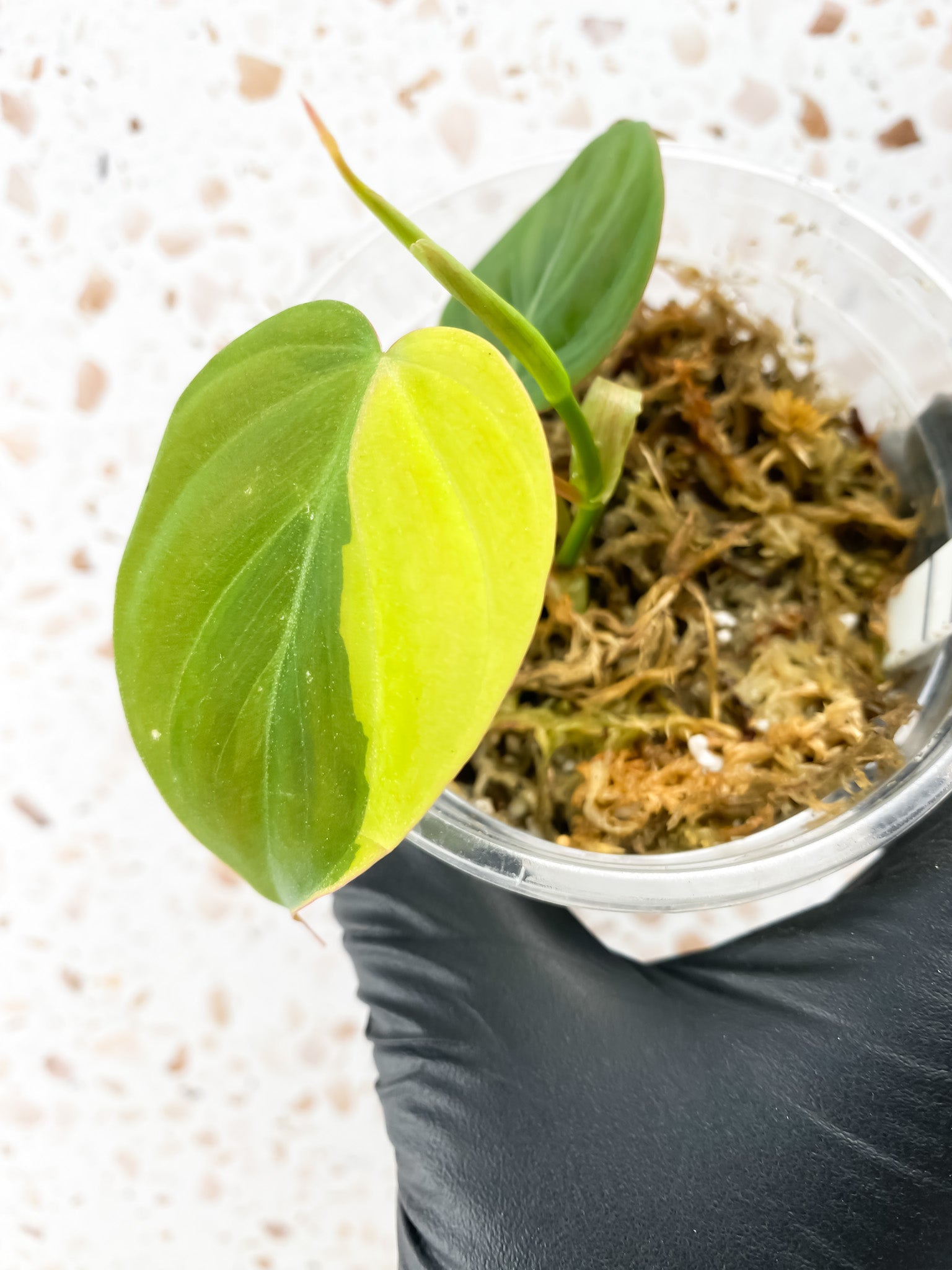 Philodendron Micans Aurea 2 leaves 1 shoot
