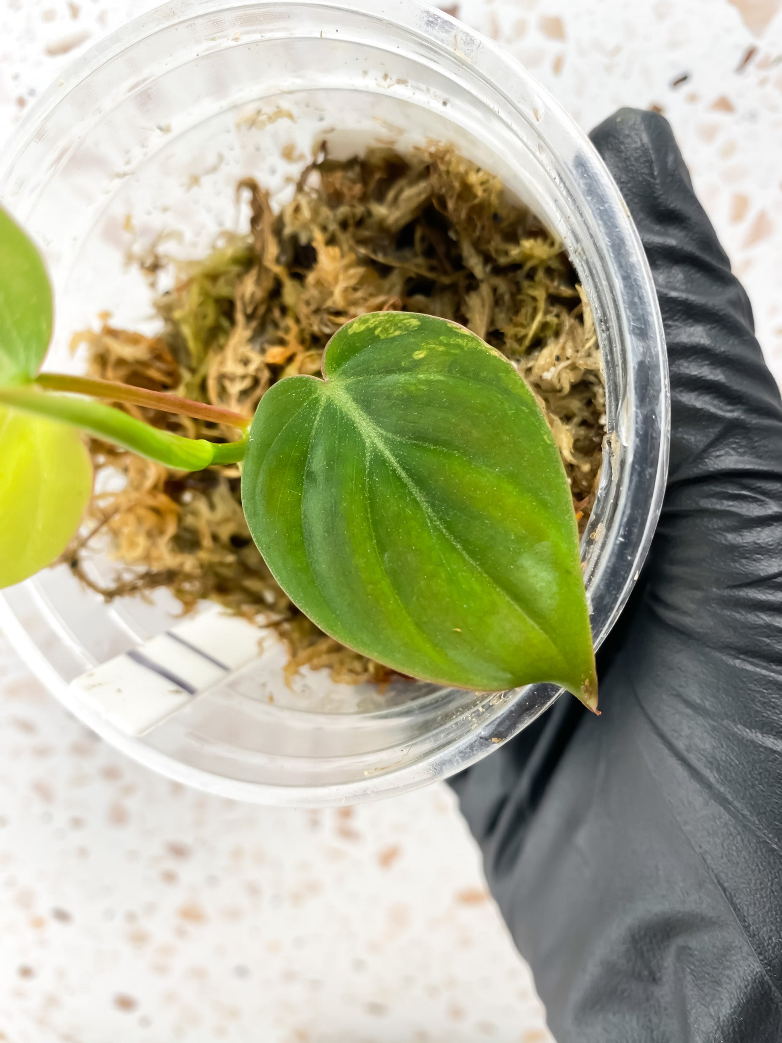 Philodendron Micans Aurea 2 leaves 1 shoot