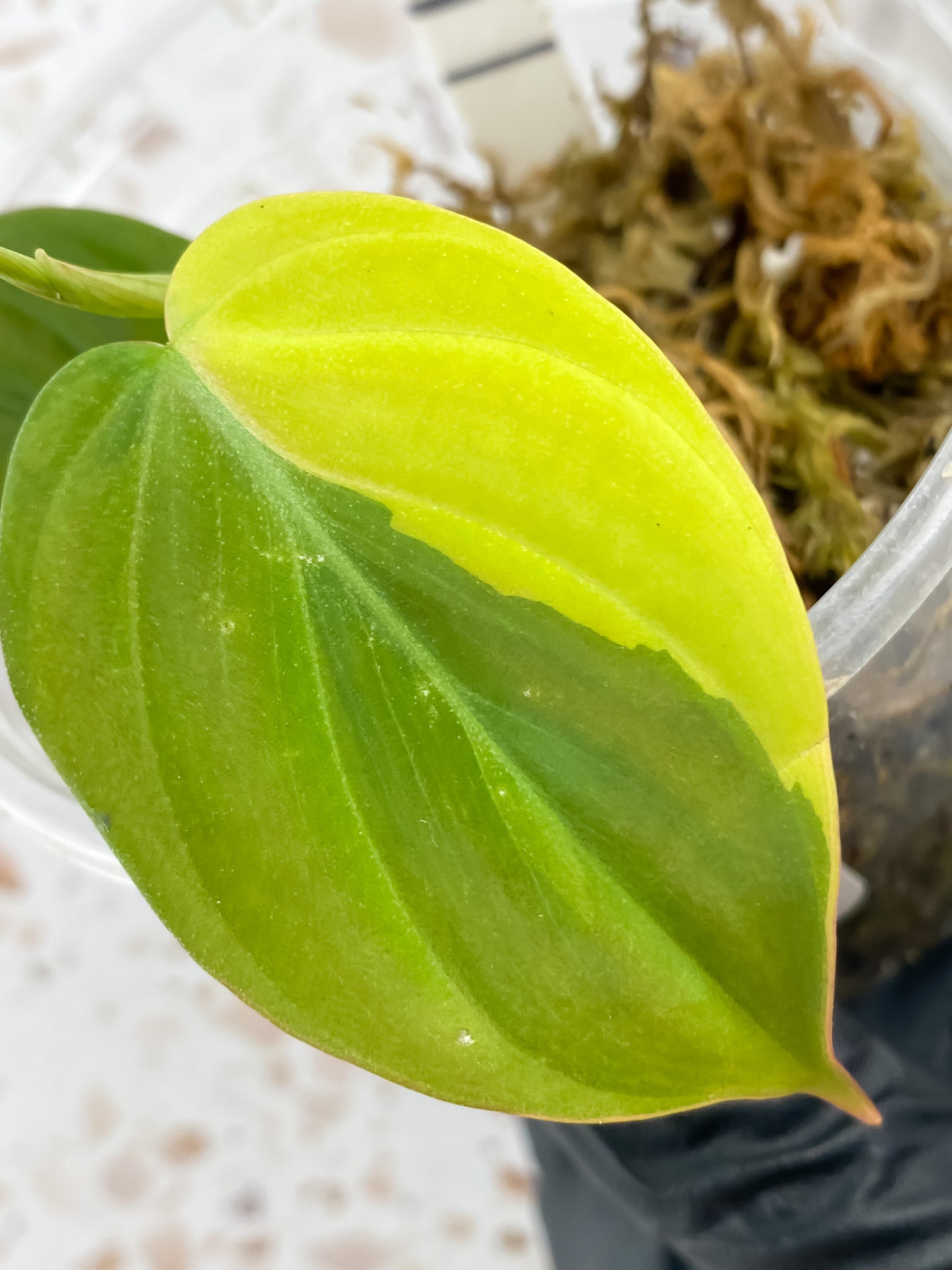 Philodendron Micans Aurea 2 leaves 1 shoot