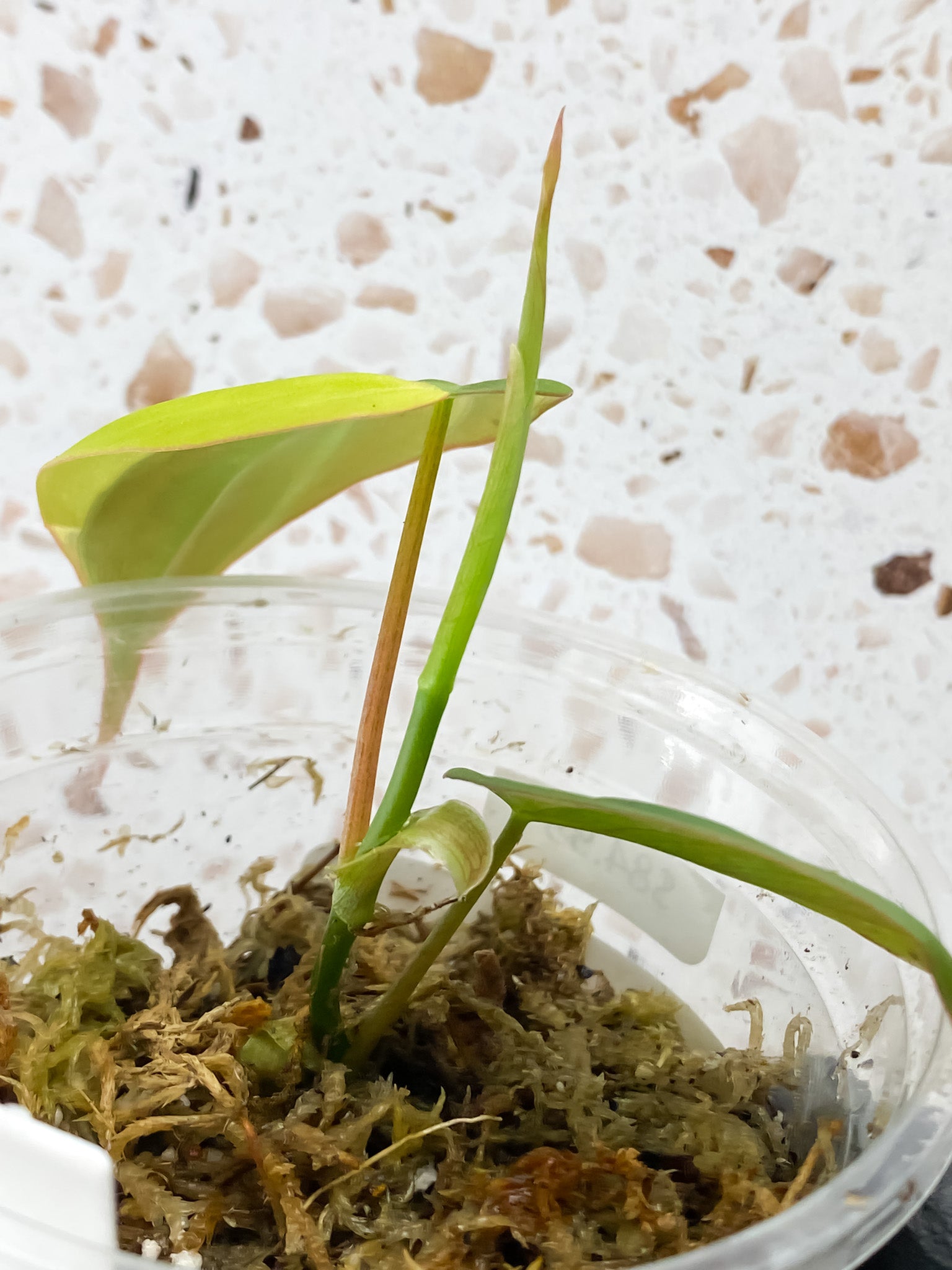 Philodendron Micans Aurea 2 leaves 1 shoot