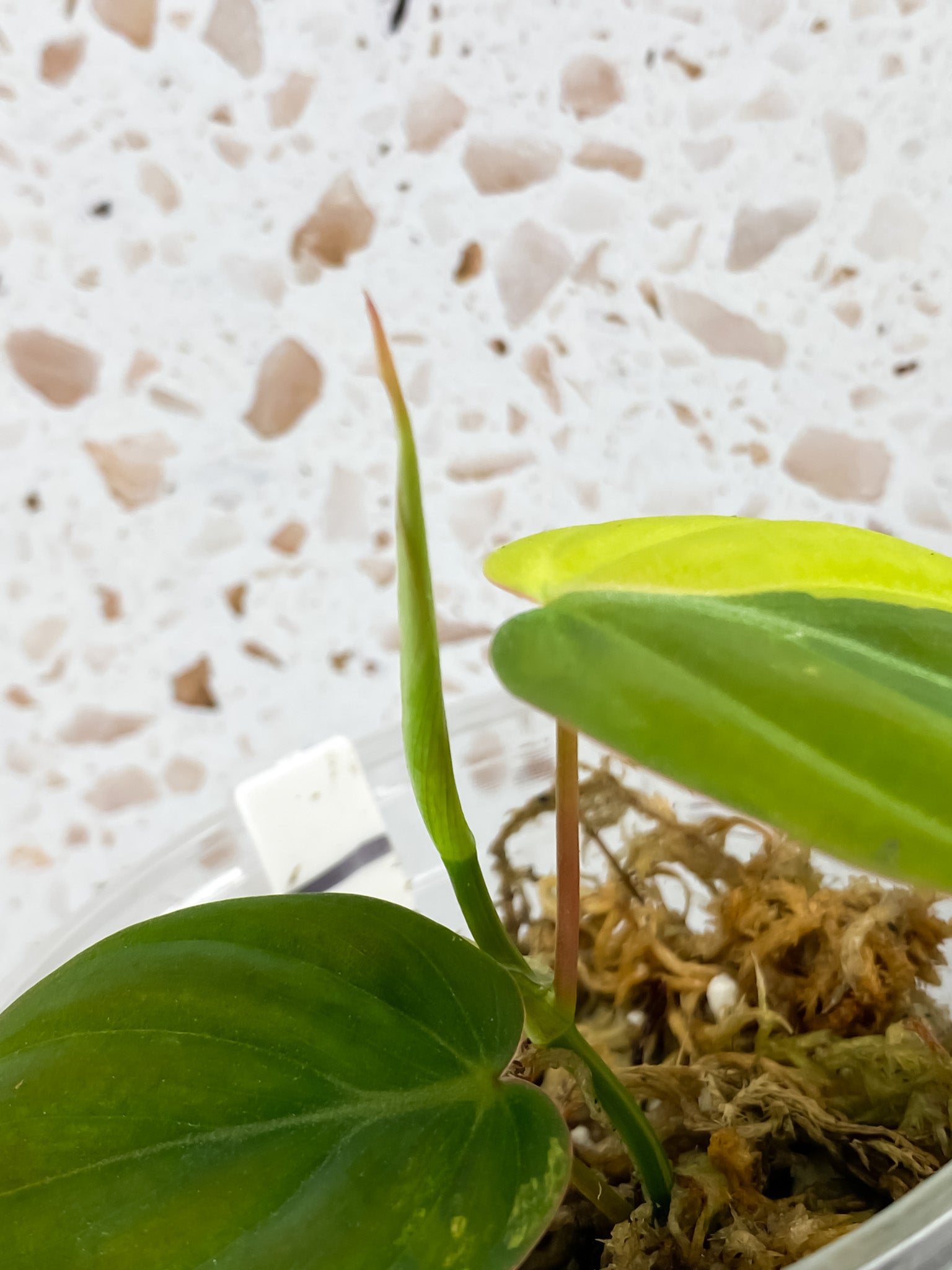 Philodendron Micans Aurea 2 leaves 1 shoot