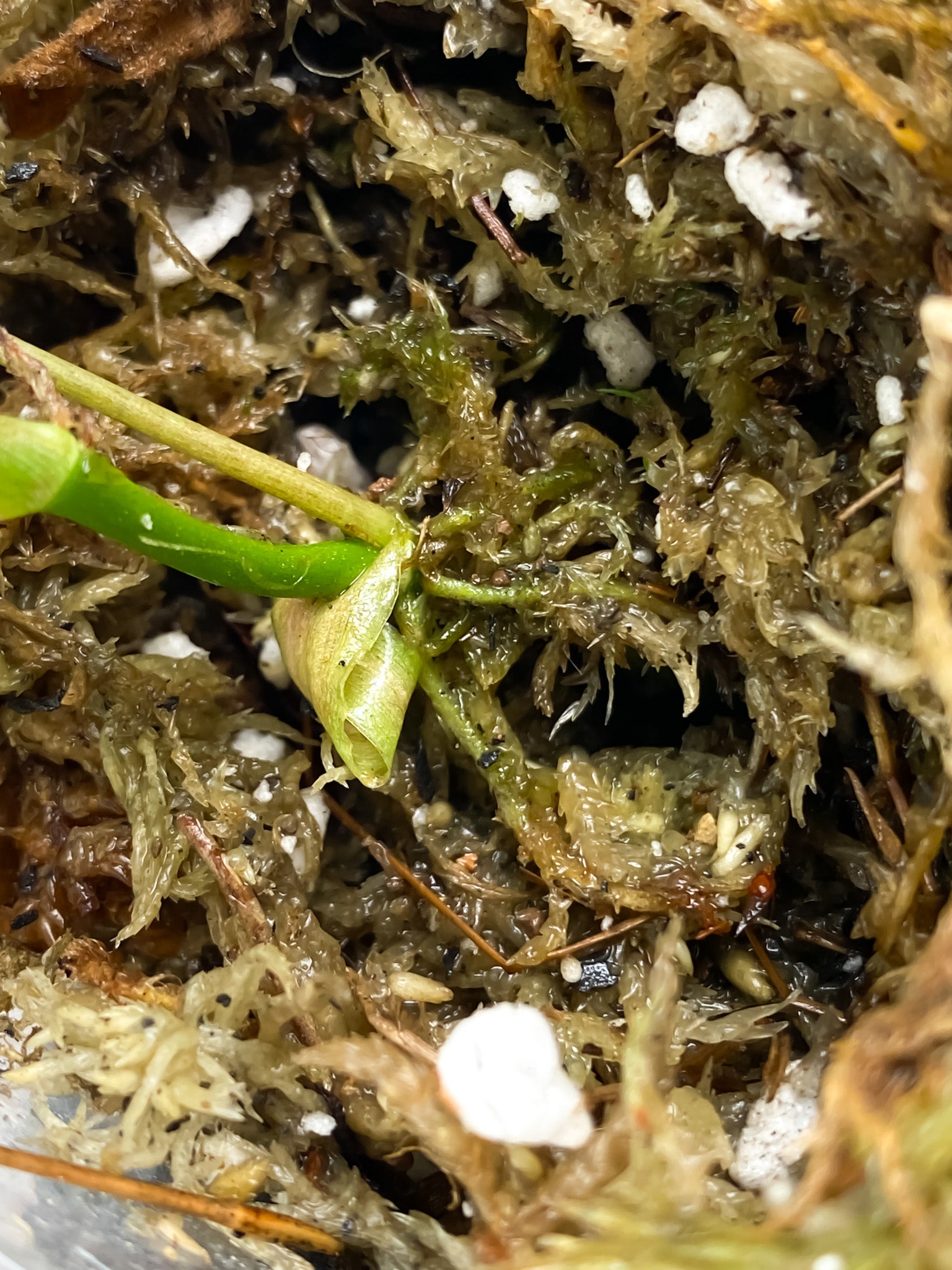 Philodendron Micans Aurea 2 leaves 1 shoot