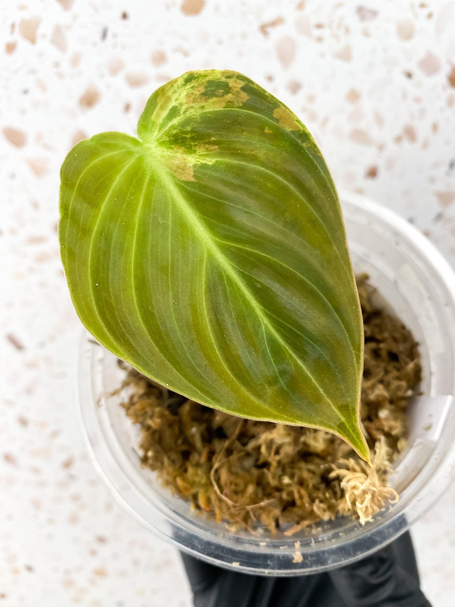 Philodendron Melanochrysum Variegated 1 leaf extra nodes