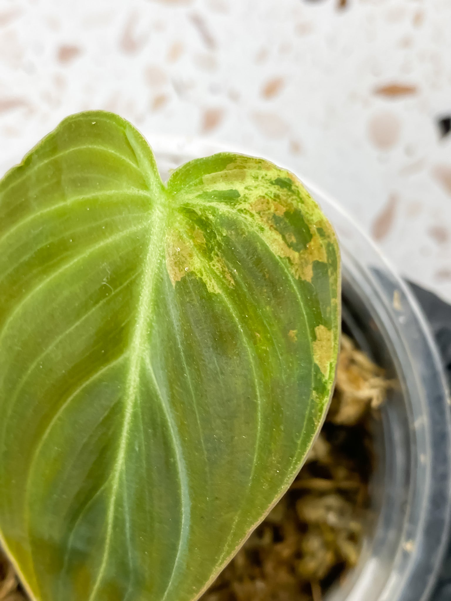Philodendron Melanochrysum Variegated 1 leaf extra nodes