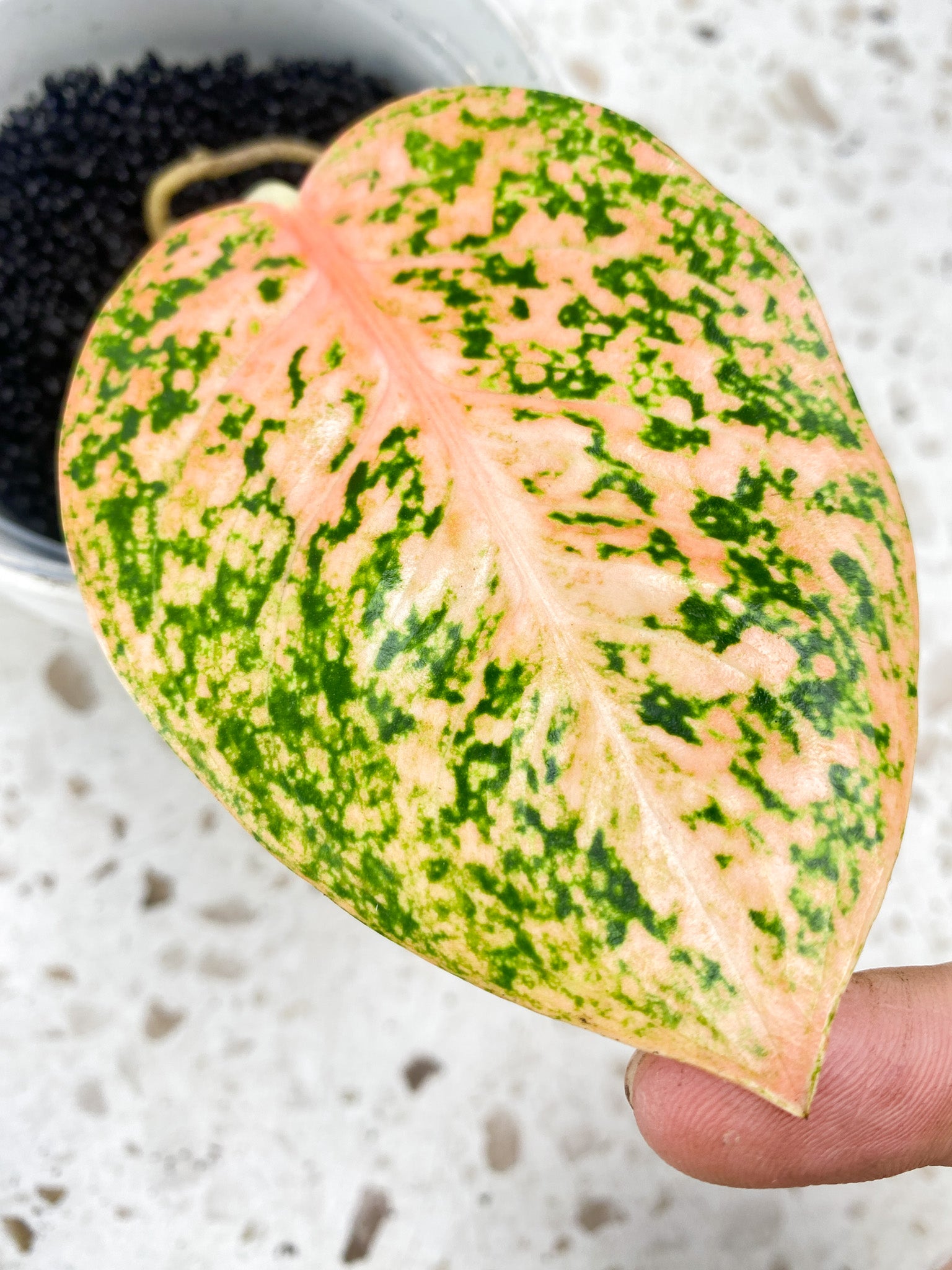 Aglaonema Orange Stardust 1 leaf