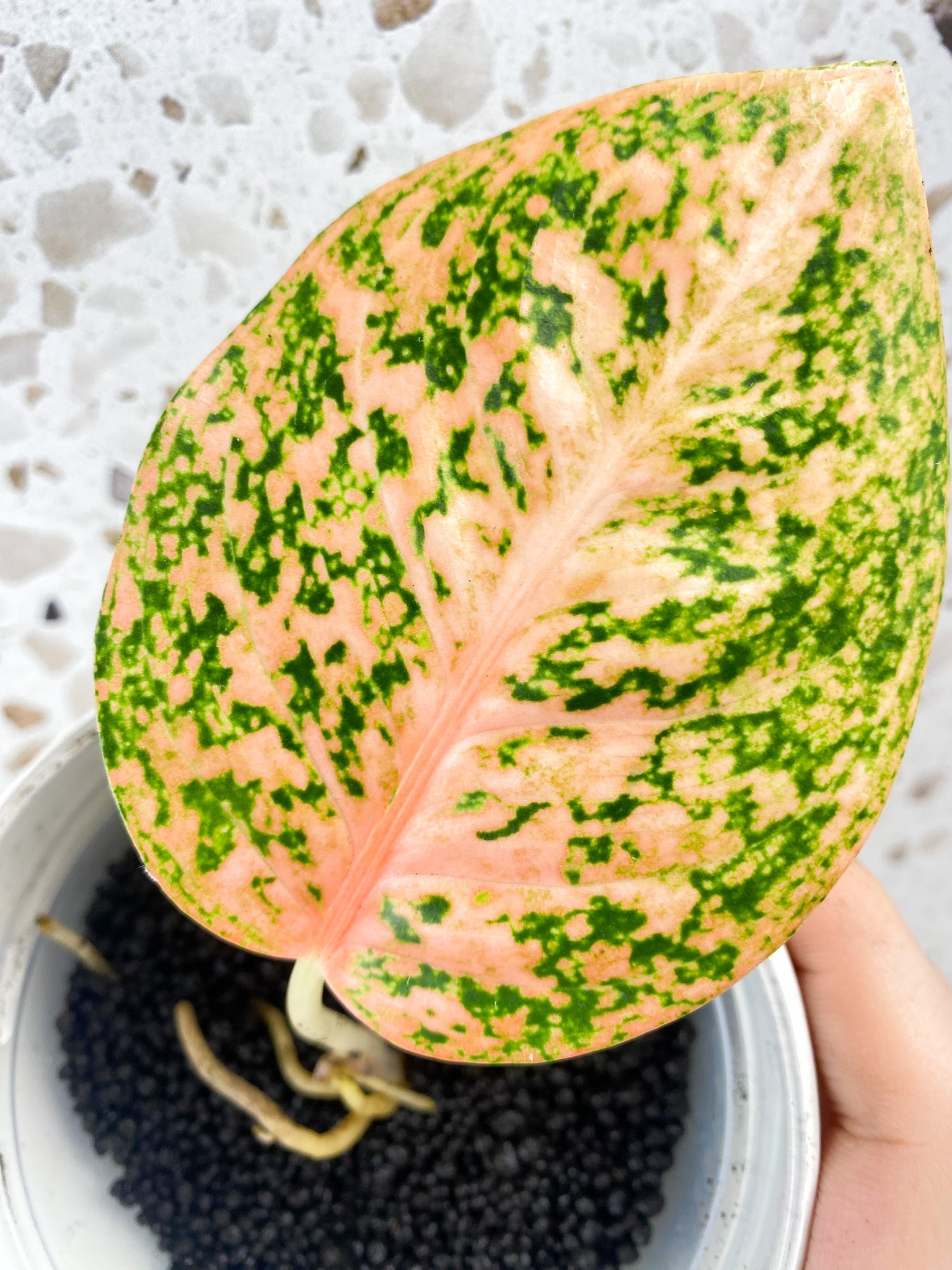 Aglaonema Orange Stardust 1 leaf
