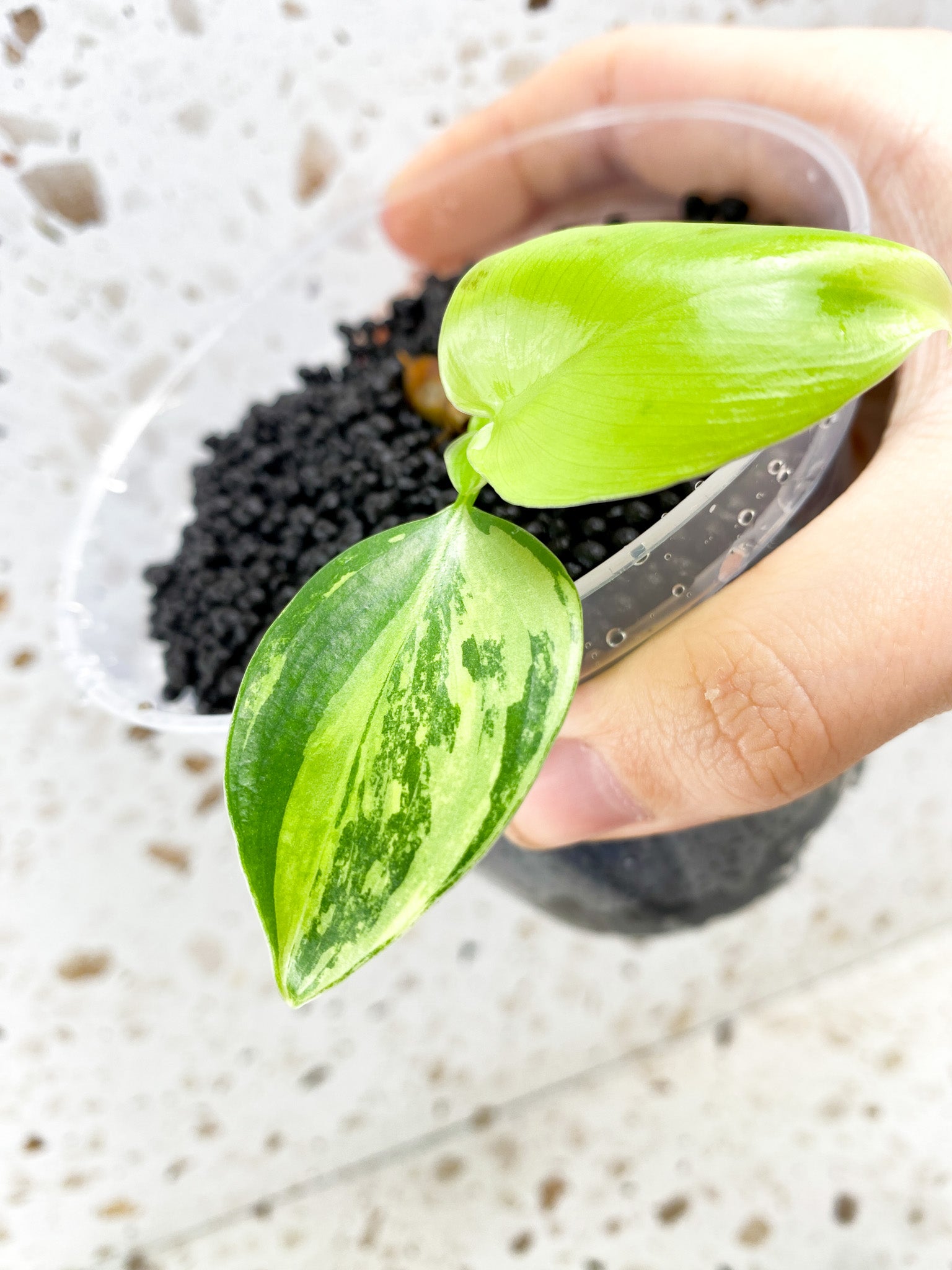 Philodendron Bipennifolium Variegated 2 leaf baby plant