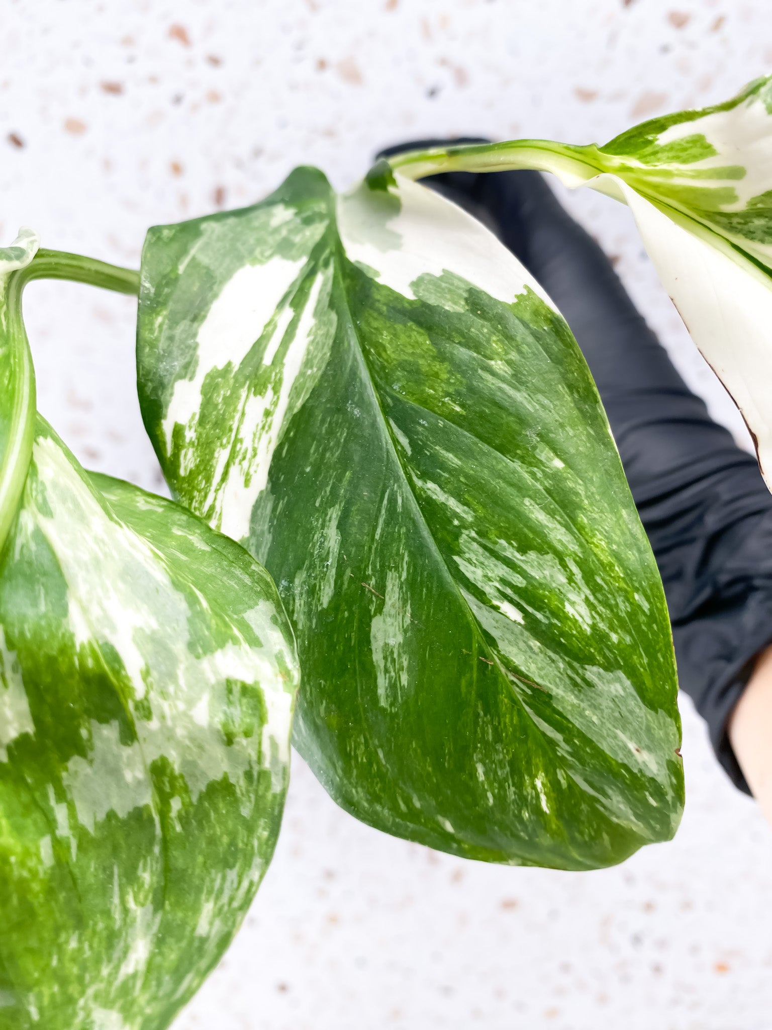 Monstera Lechleriana Variegated 3 leaves