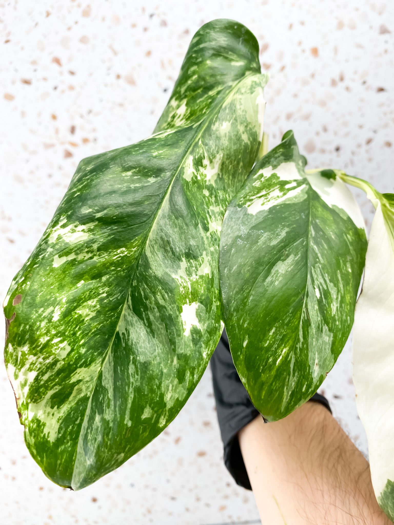 Monstera Lechleriana Variegated 3 leaves