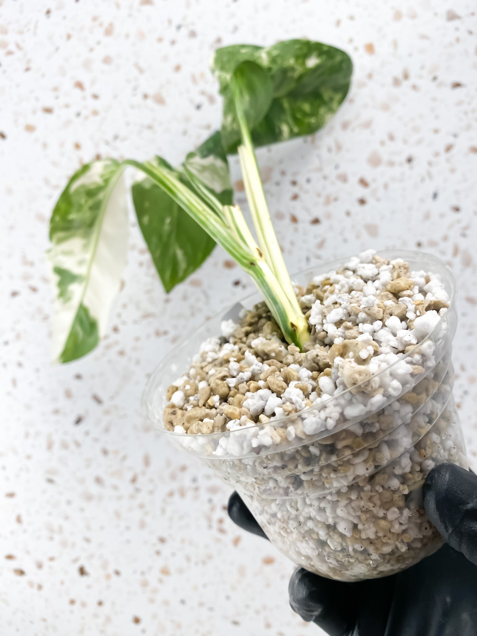 Monstera Lechleriana Variegated 3 leaves