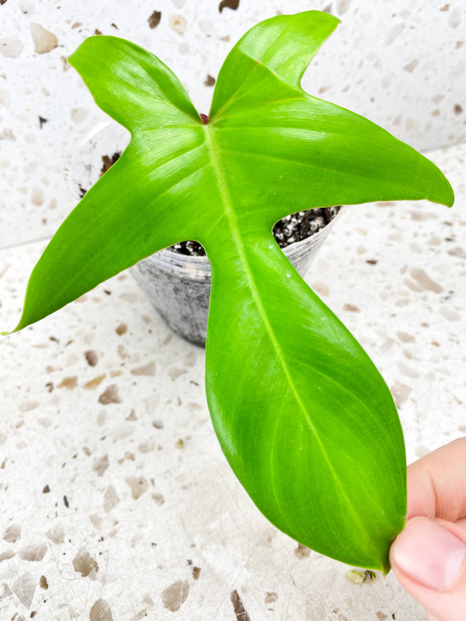 Philodendron Florida Beauty reverted 1 leaf 1 shoot top cutting FREEBIE