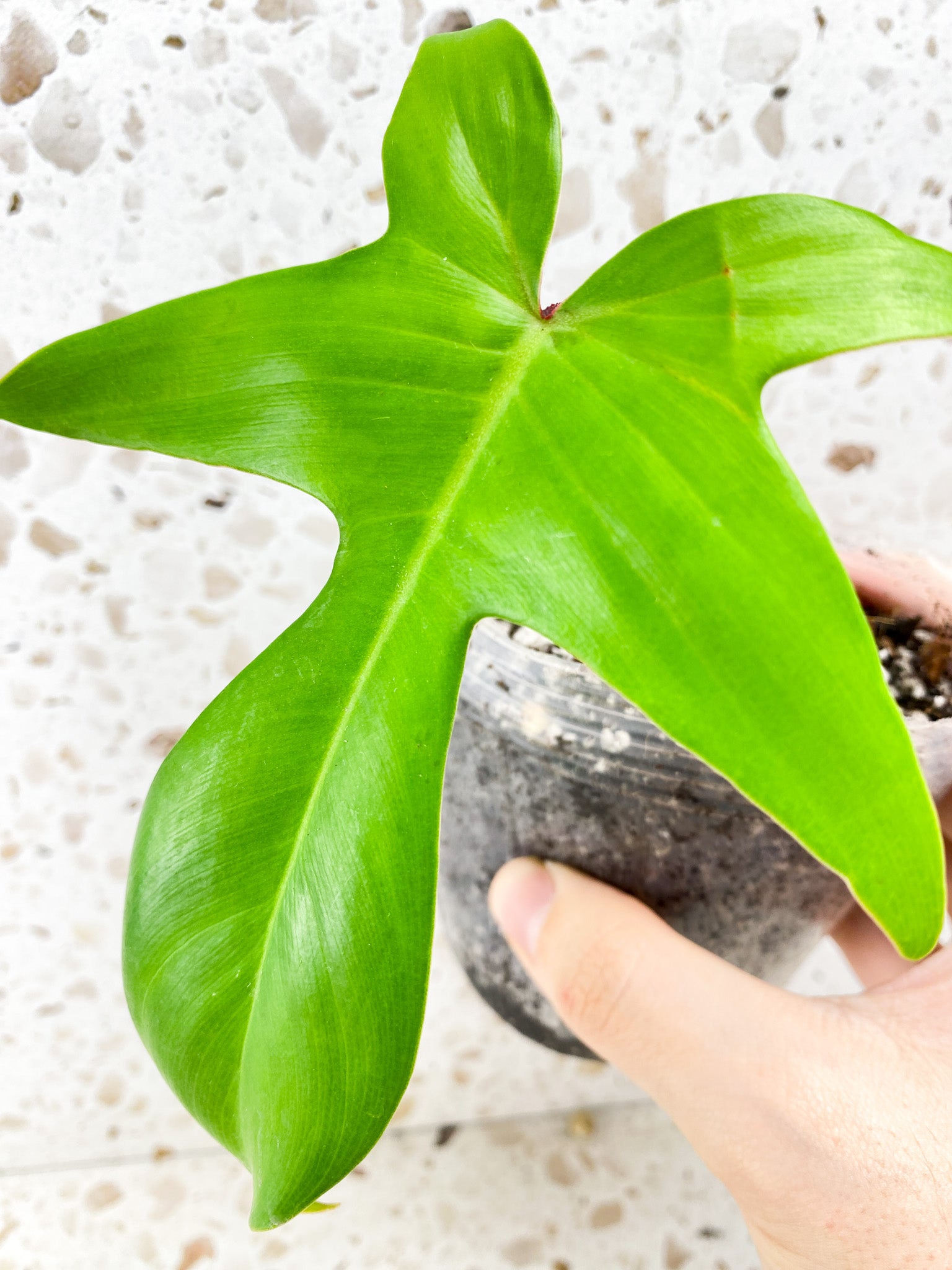 Philodendron Florida Beauty reverted 1 leaf 1 shoot top cutting FREEBIE