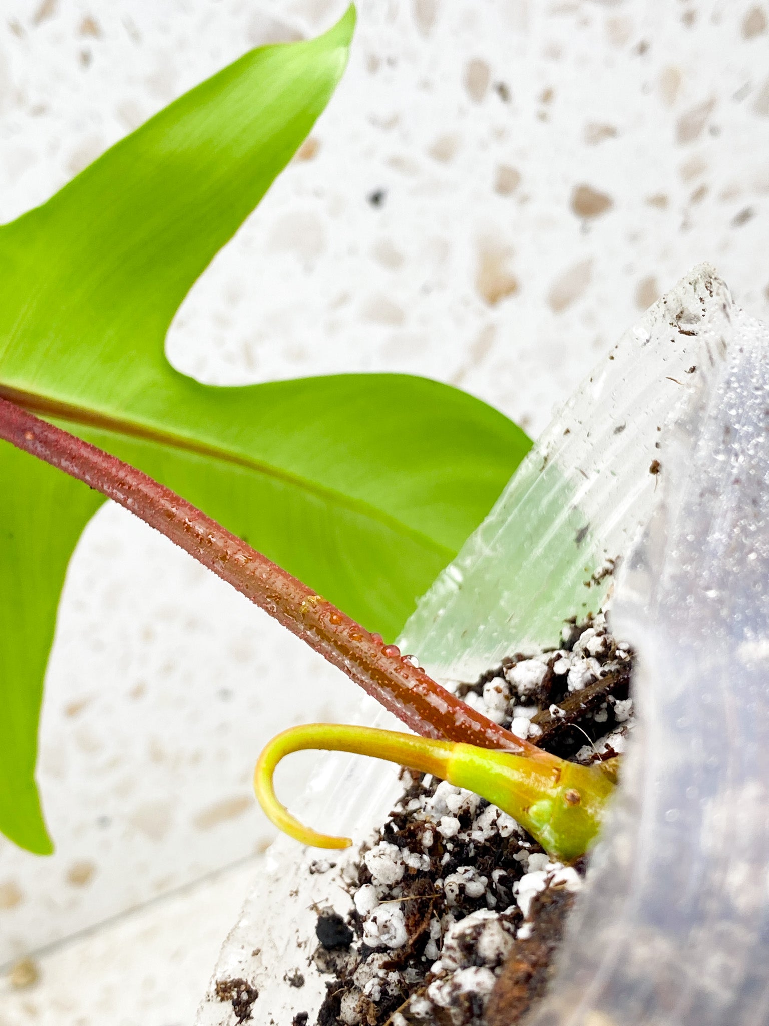 Philodendron Florida Beauty reverted 1 leaf 1 shoot top cutting FREEBIE