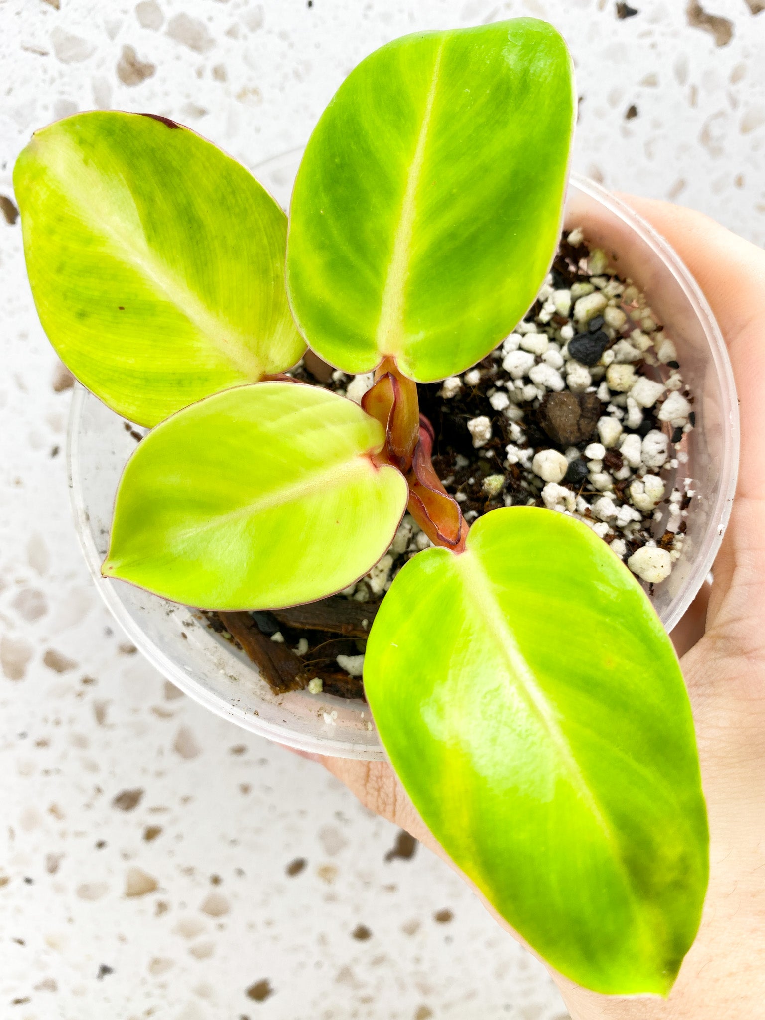 Philodendron Red Moon 4 leaf baby plant