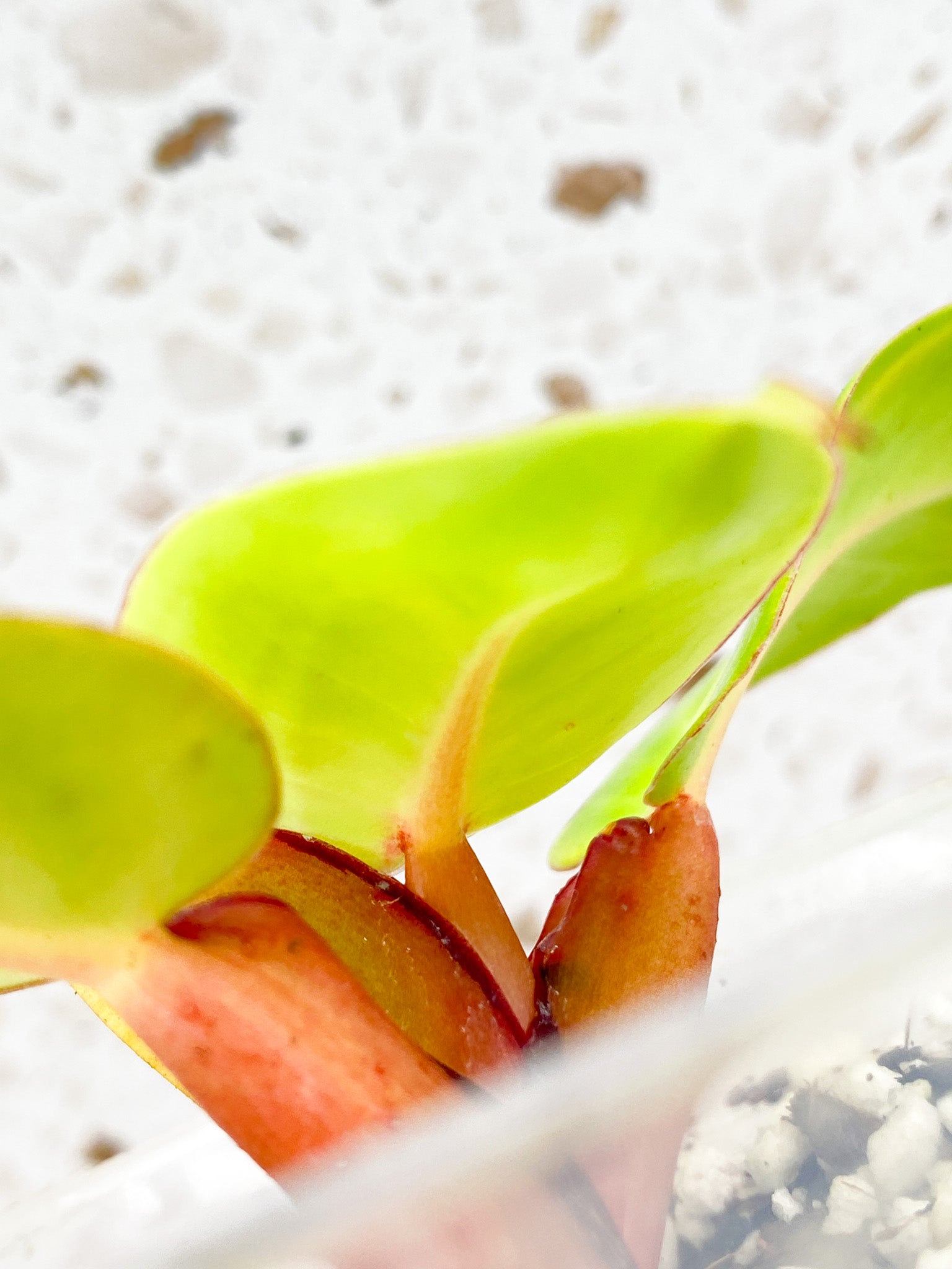 Philodendron Red Moon 4 leaf baby plant