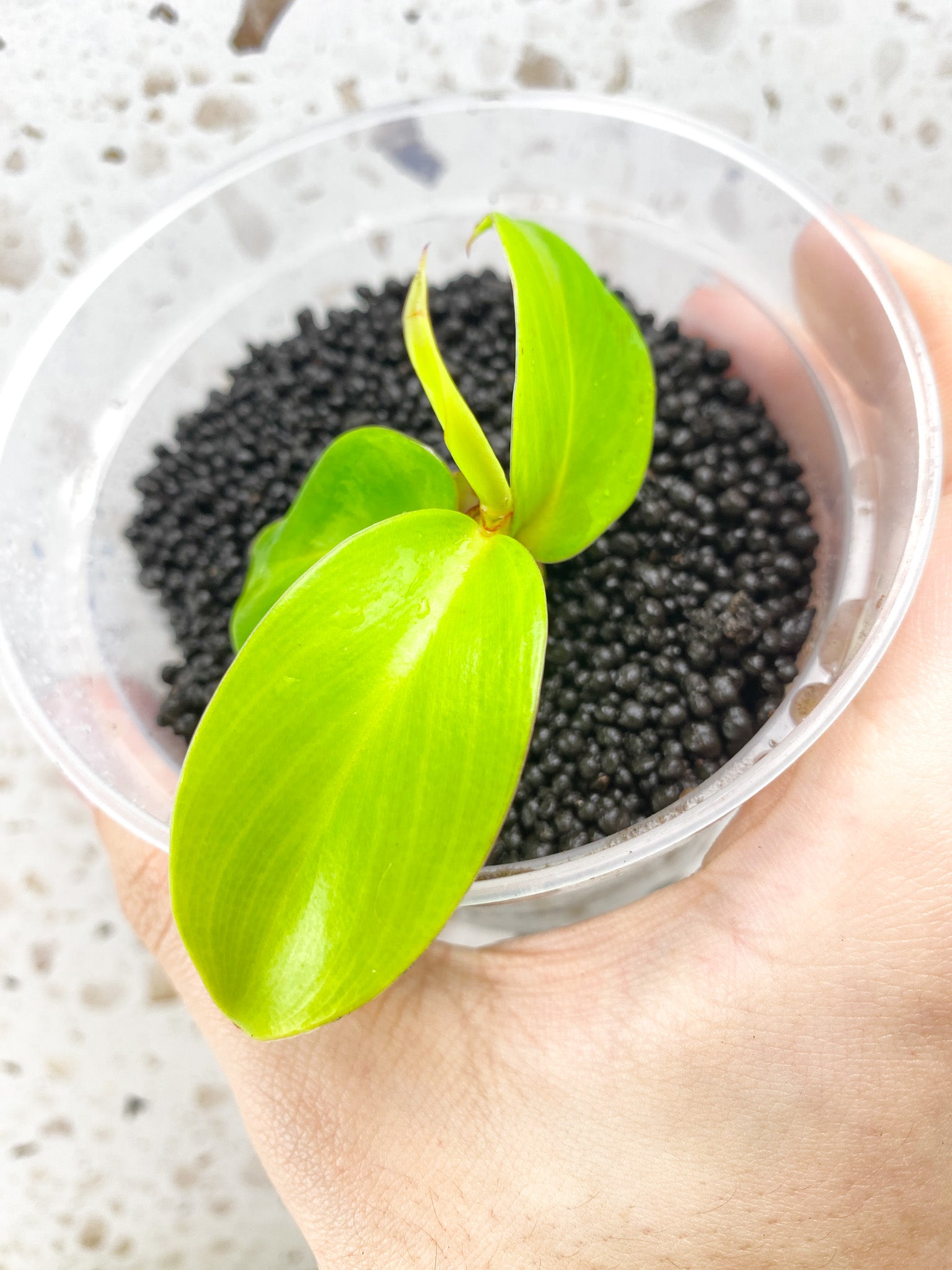 GIVEAWAY: Philodendron Red Moon 4 leaf baby plant
