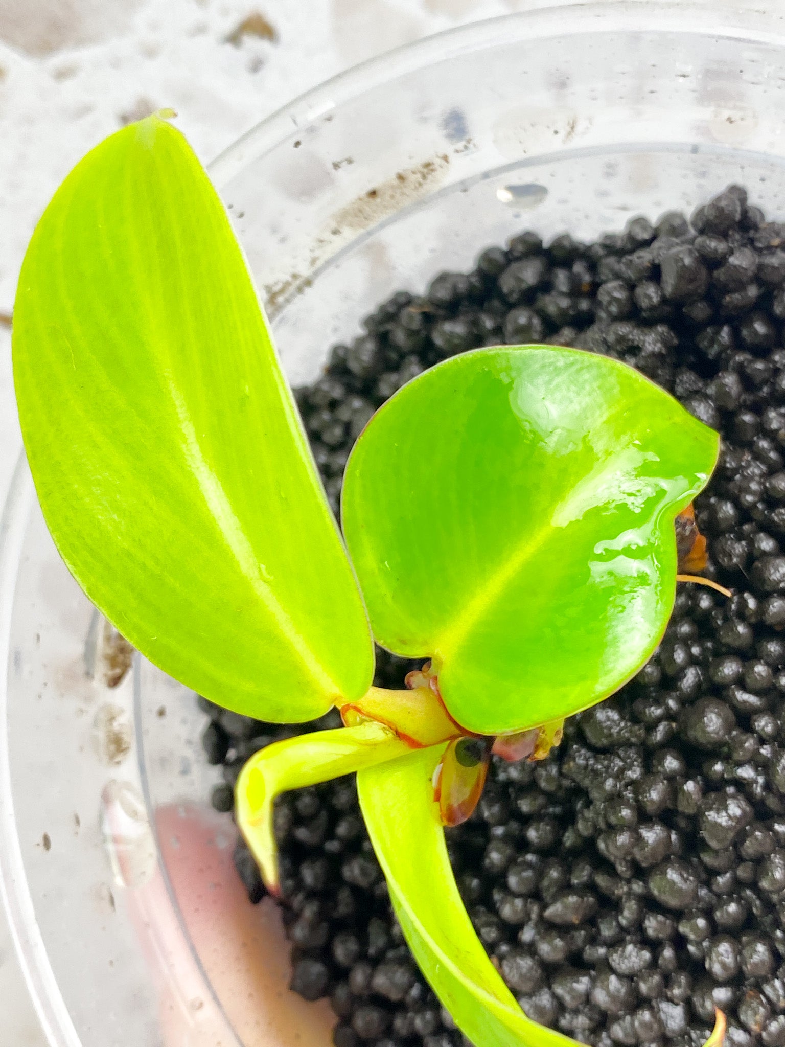 GIVEAWAY: Philodendron Red Moon 4 leaf baby plant
