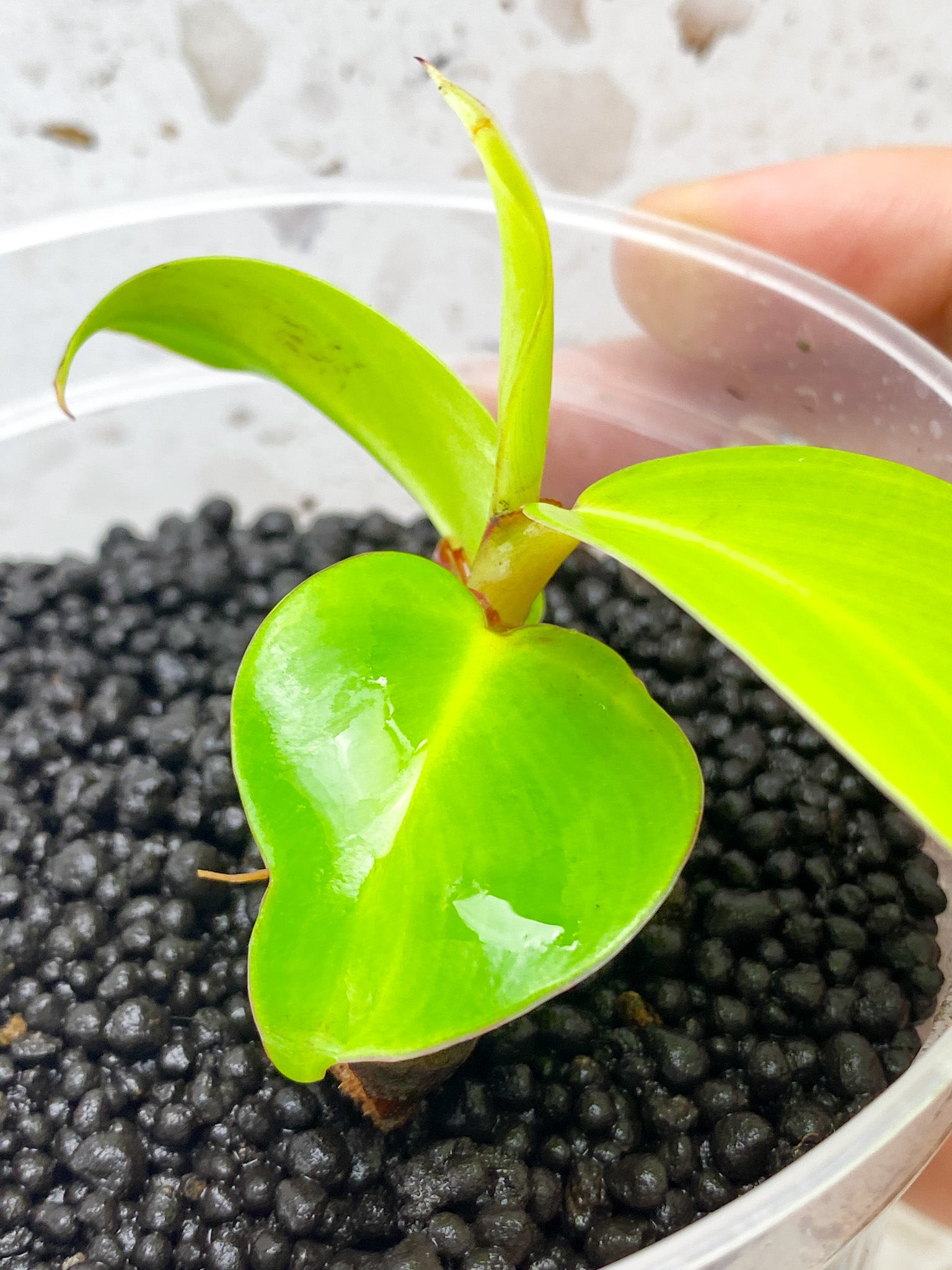 GIVEAWAY: Philodendron Red Moon 4 leaf baby plant