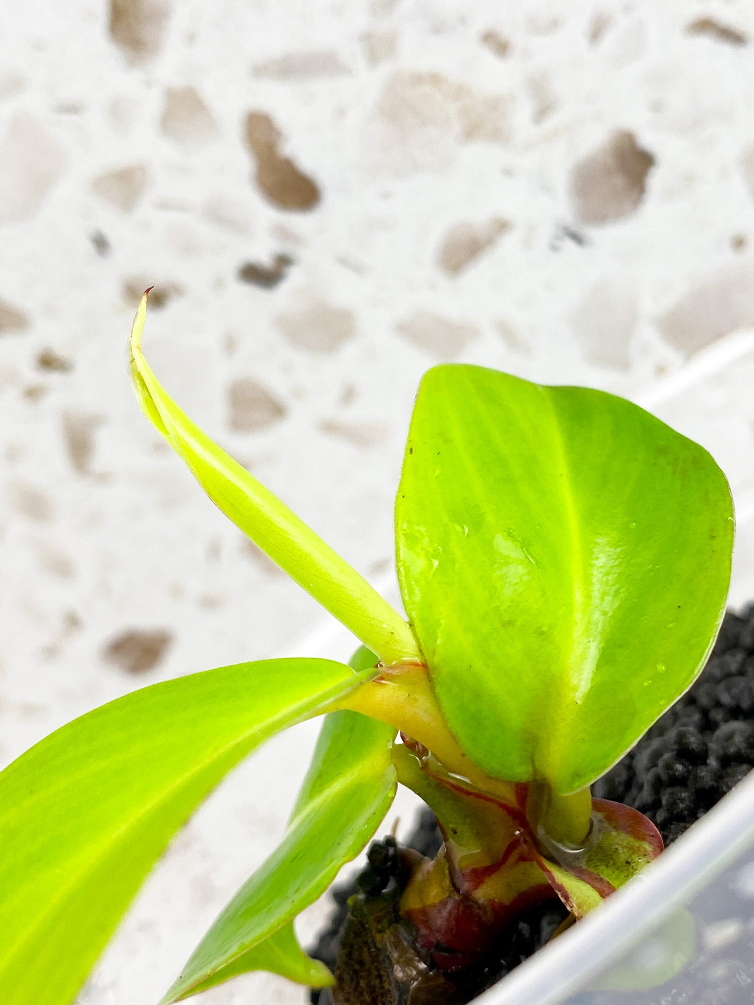 GIVEAWAY: Philodendron Red Moon 4 leaf baby plant