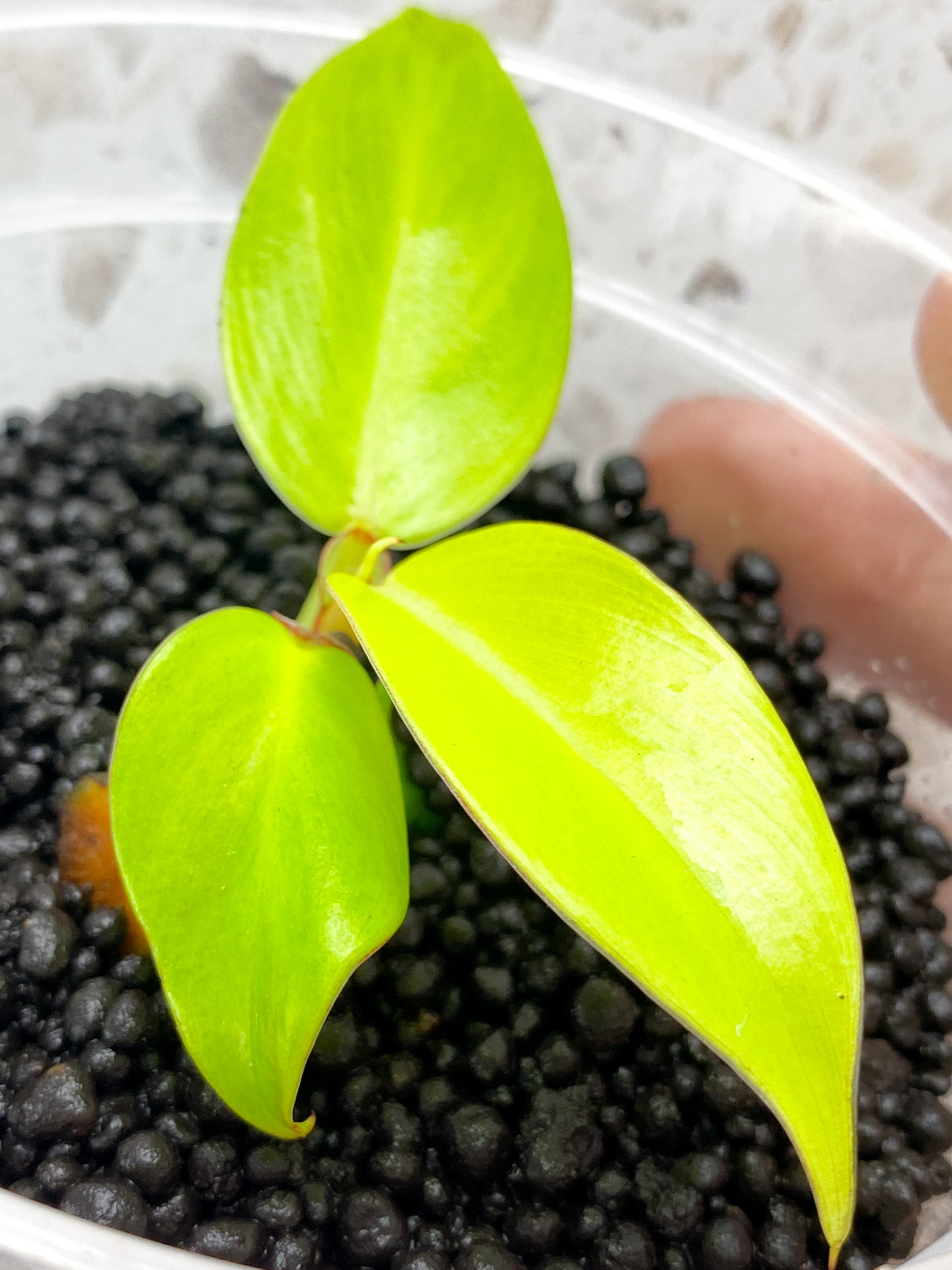 Philodendron Red Moon 3 leaf baby plant