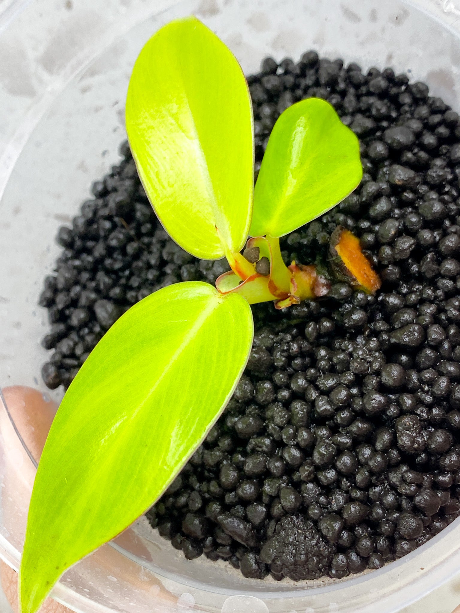 Philodendron Red Moon 3 leaf baby plant