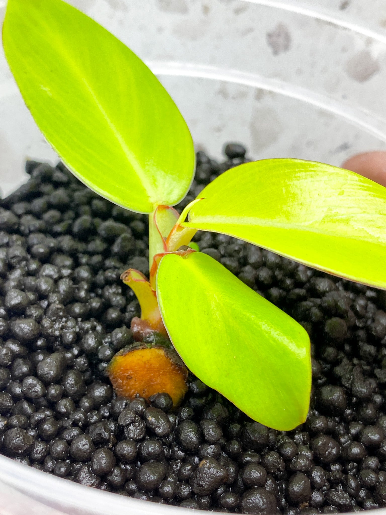 Philodendron Red Moon 3 leaf baby plant