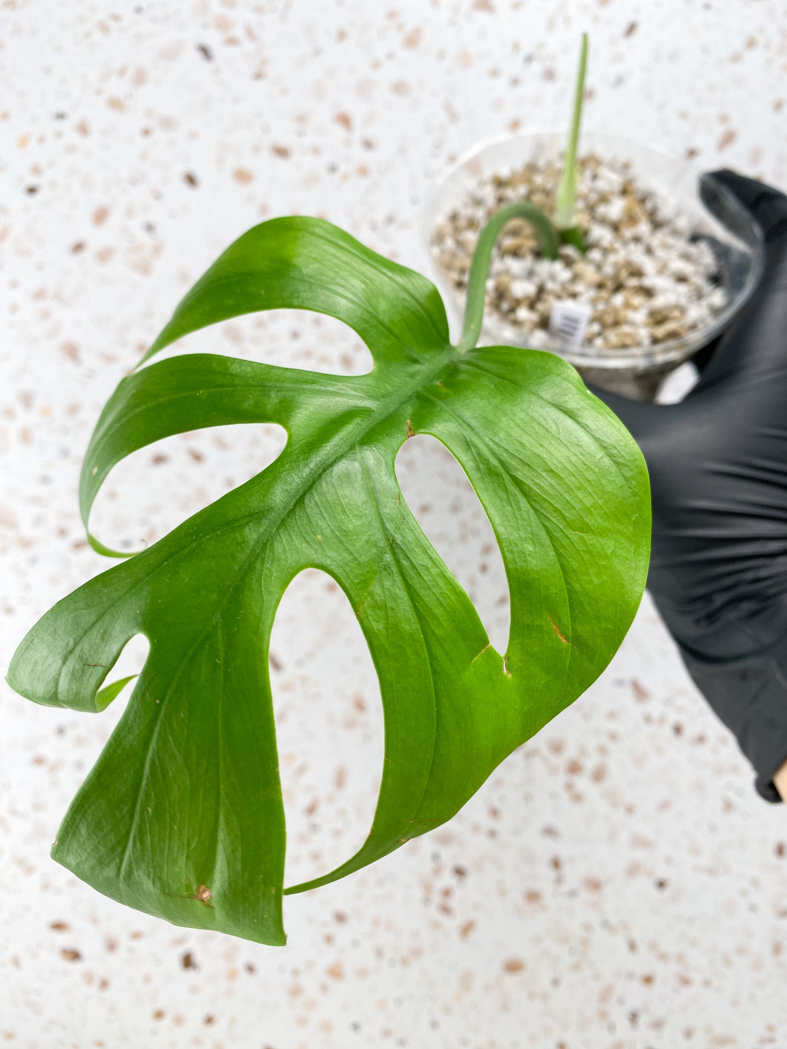 Rhaphidophora sp. Flame 1 leaf 1 sprout