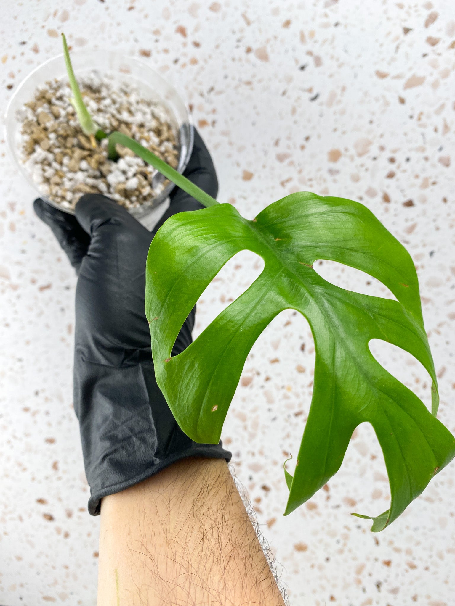 Rhaphidophora sp. Flame 1 leaf 1 sprout