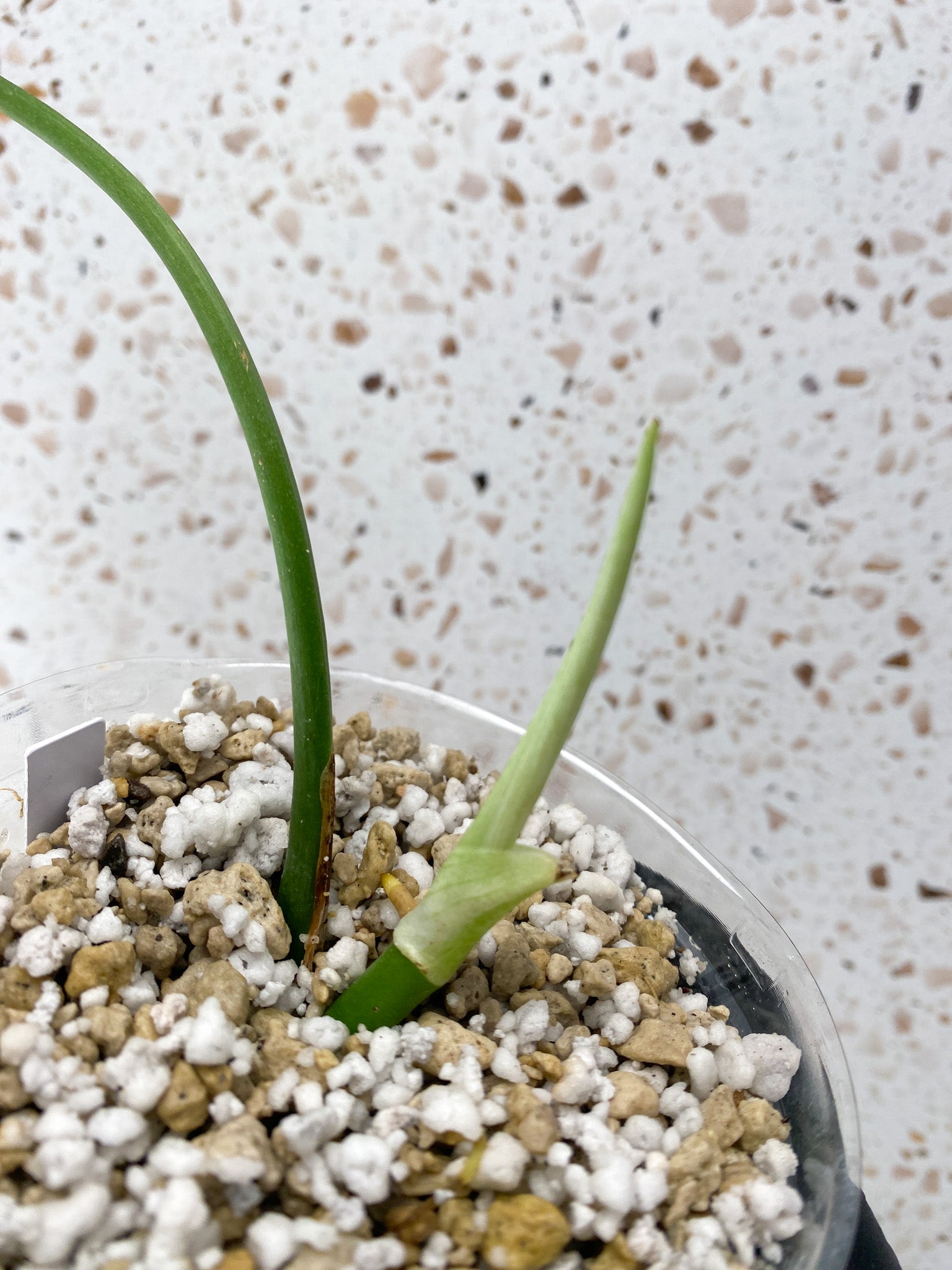 Rhaphidophora sp. Flame 1 leaf 1 sprout